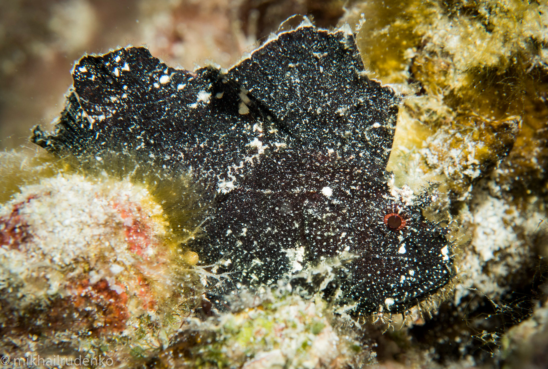 74. Leaf Scorpionfish