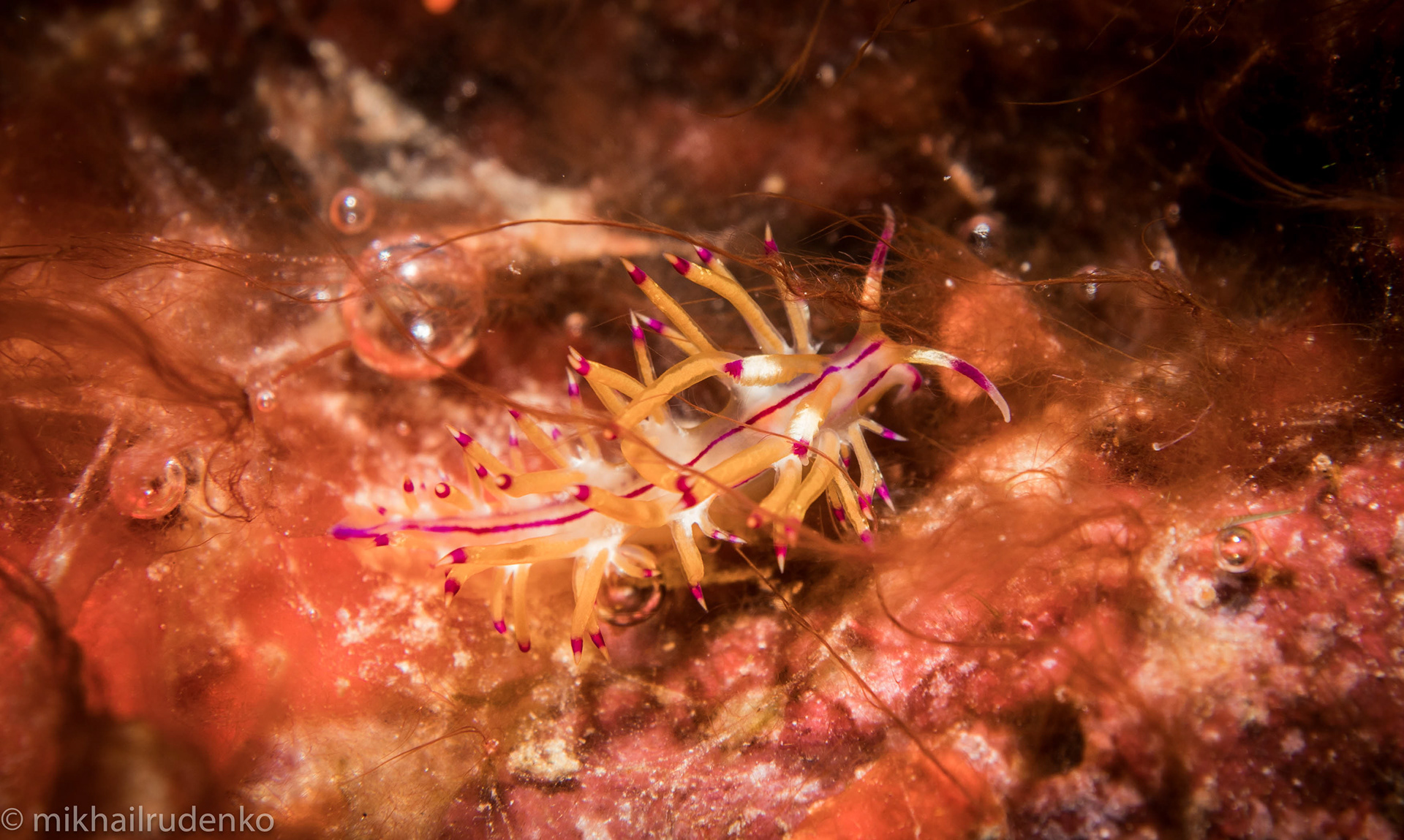 42. Flabellina rubrolineta