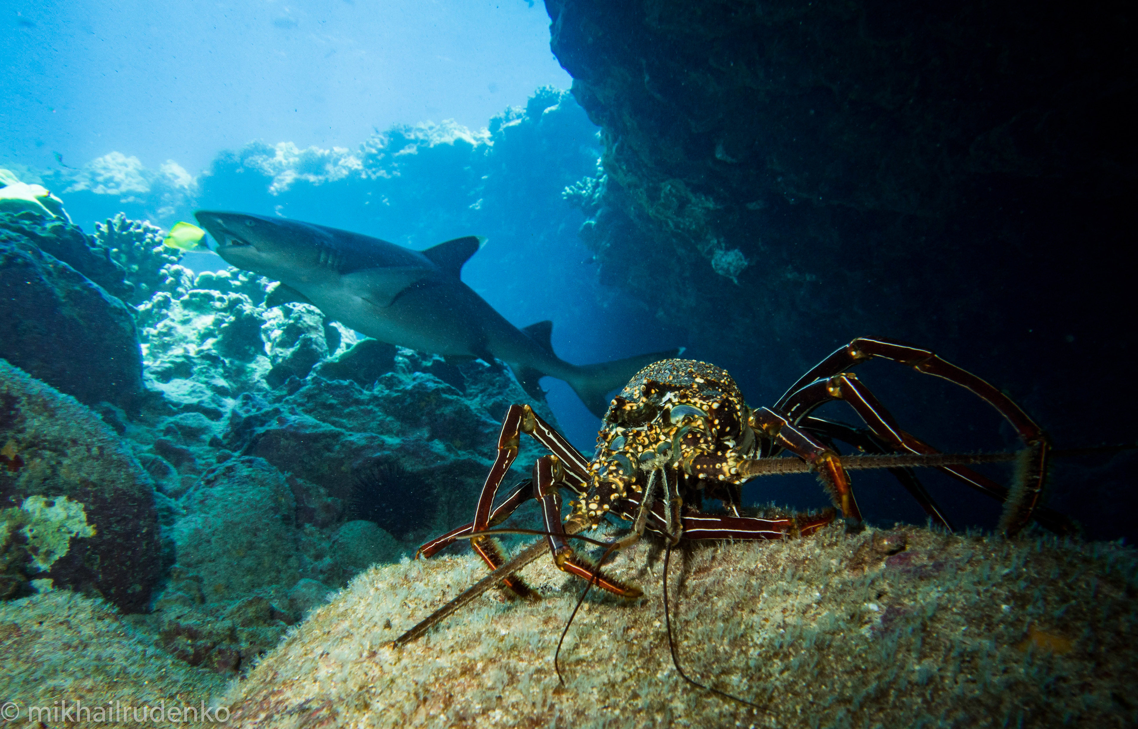 15. Tufted Spiny Lobster and White Tip Reef Shark
