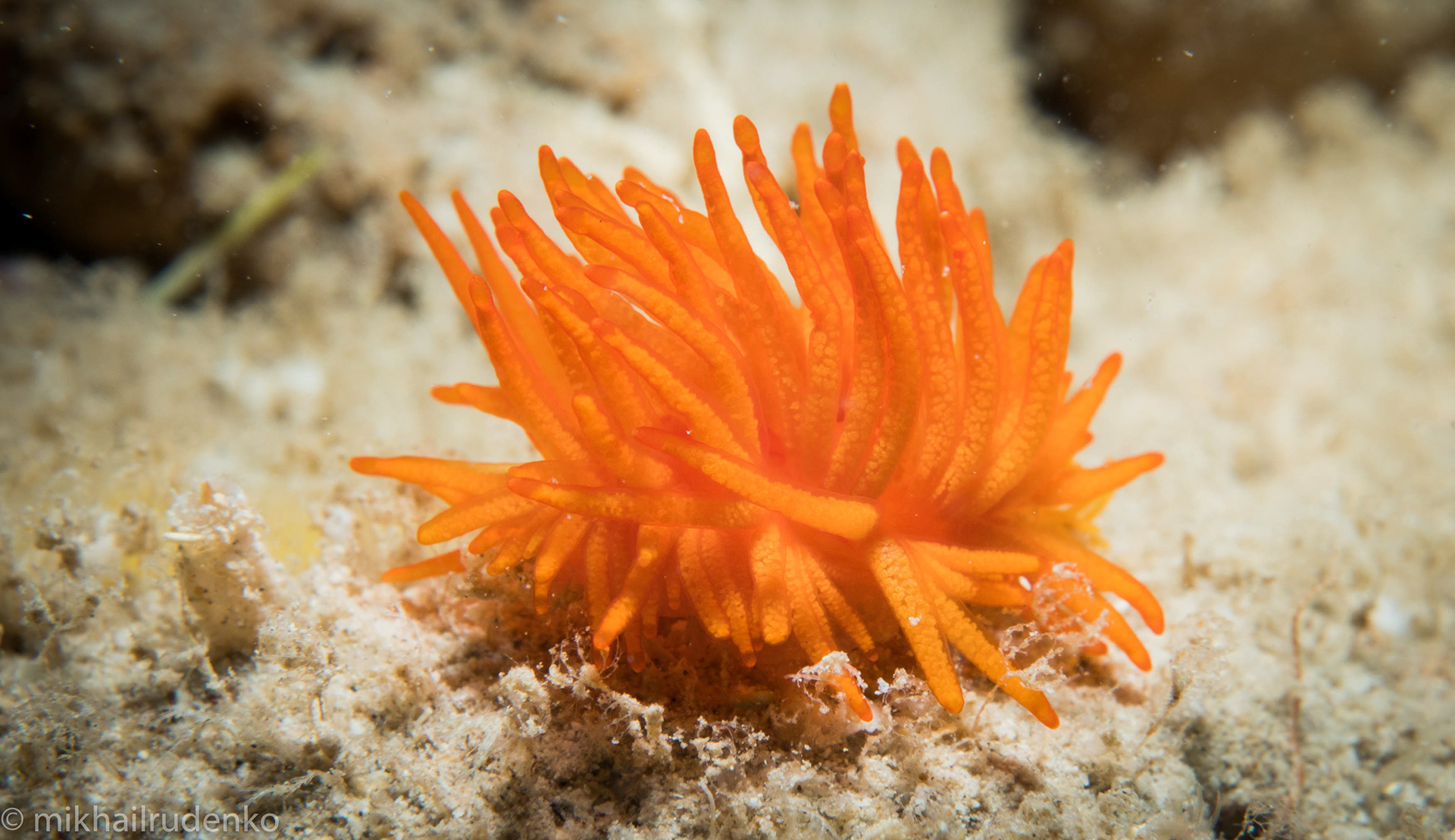 11. Cup Coral nudi