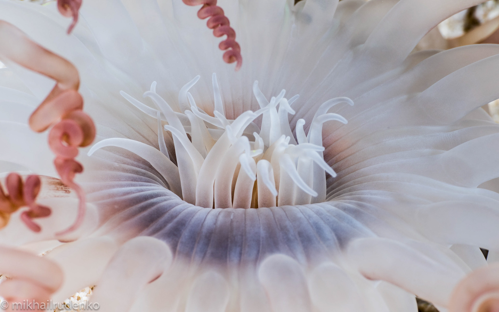 16. Ghost Tube Anemone