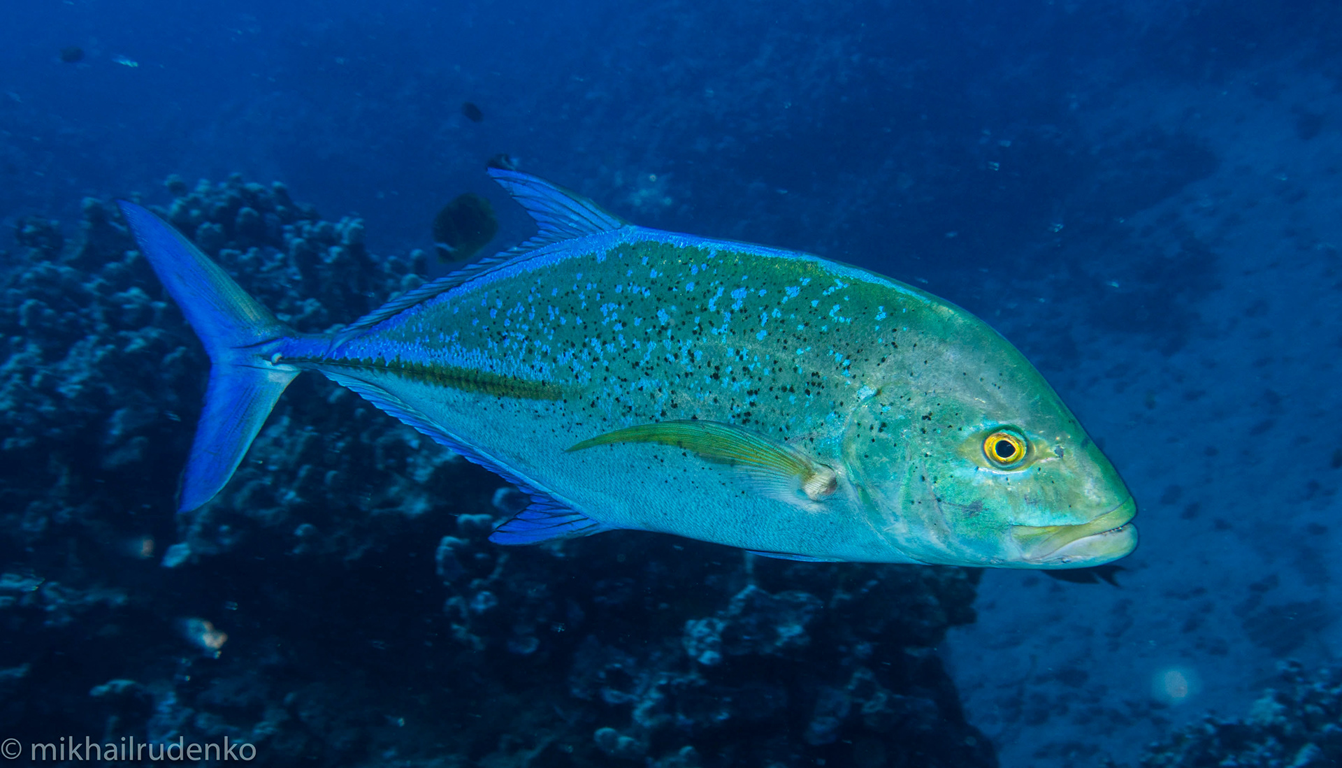 10. Bluefin Trevally