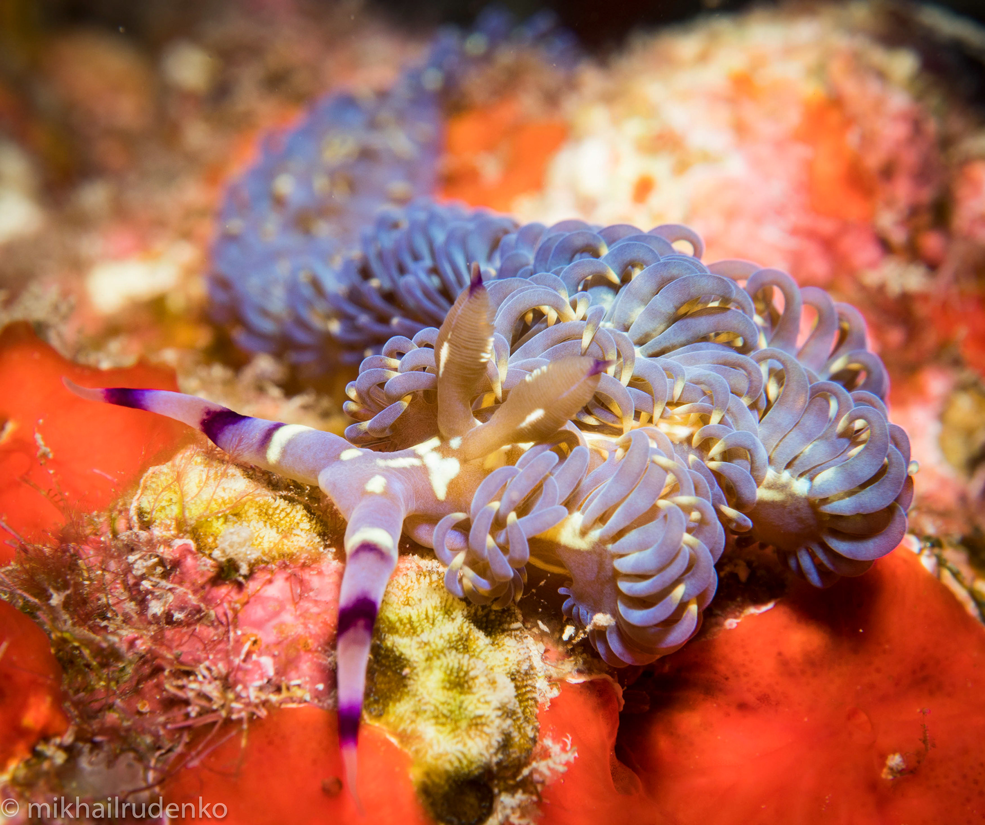 4. Blue Dragon Nudibranch