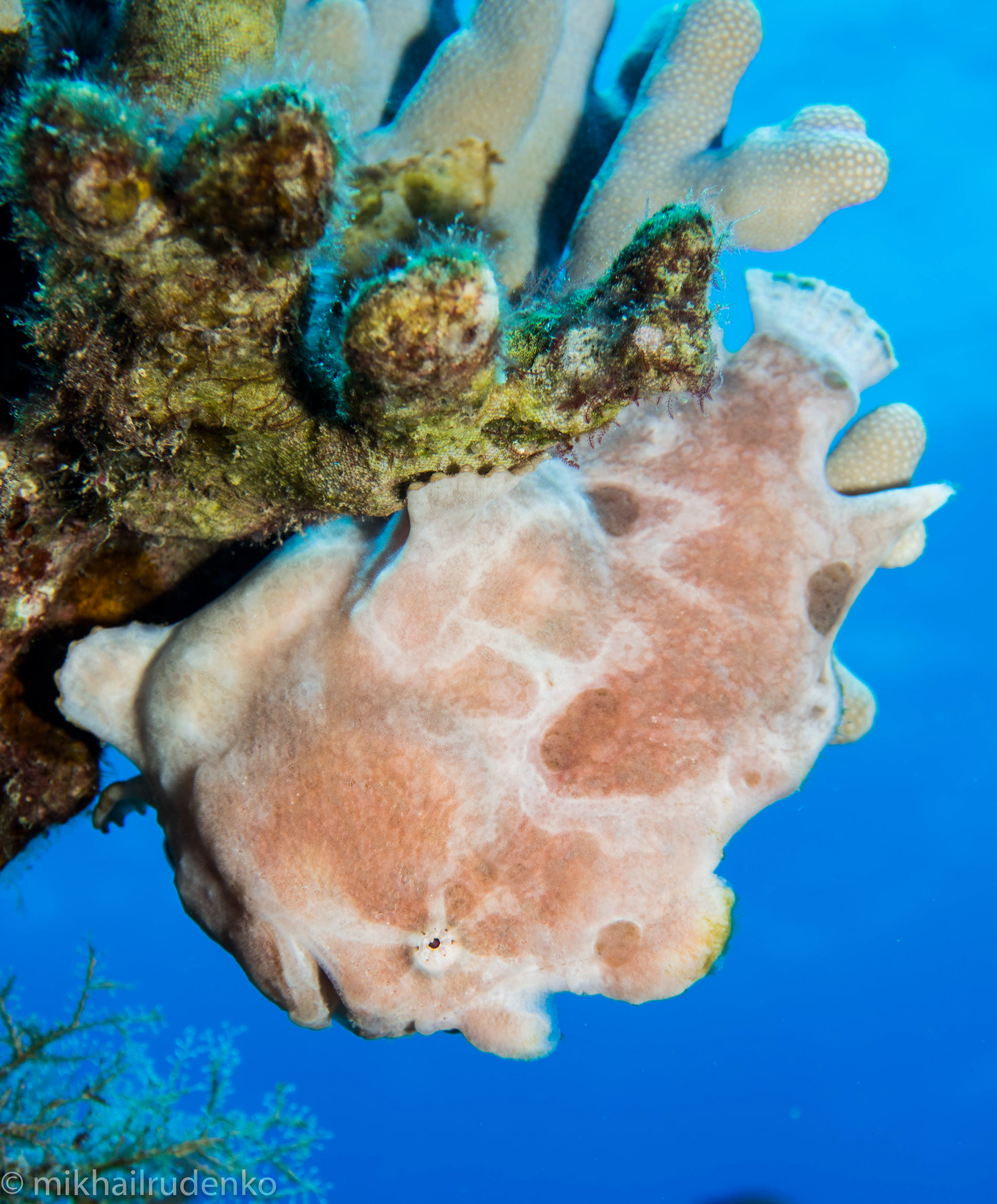 17. Commerson's Frogfish