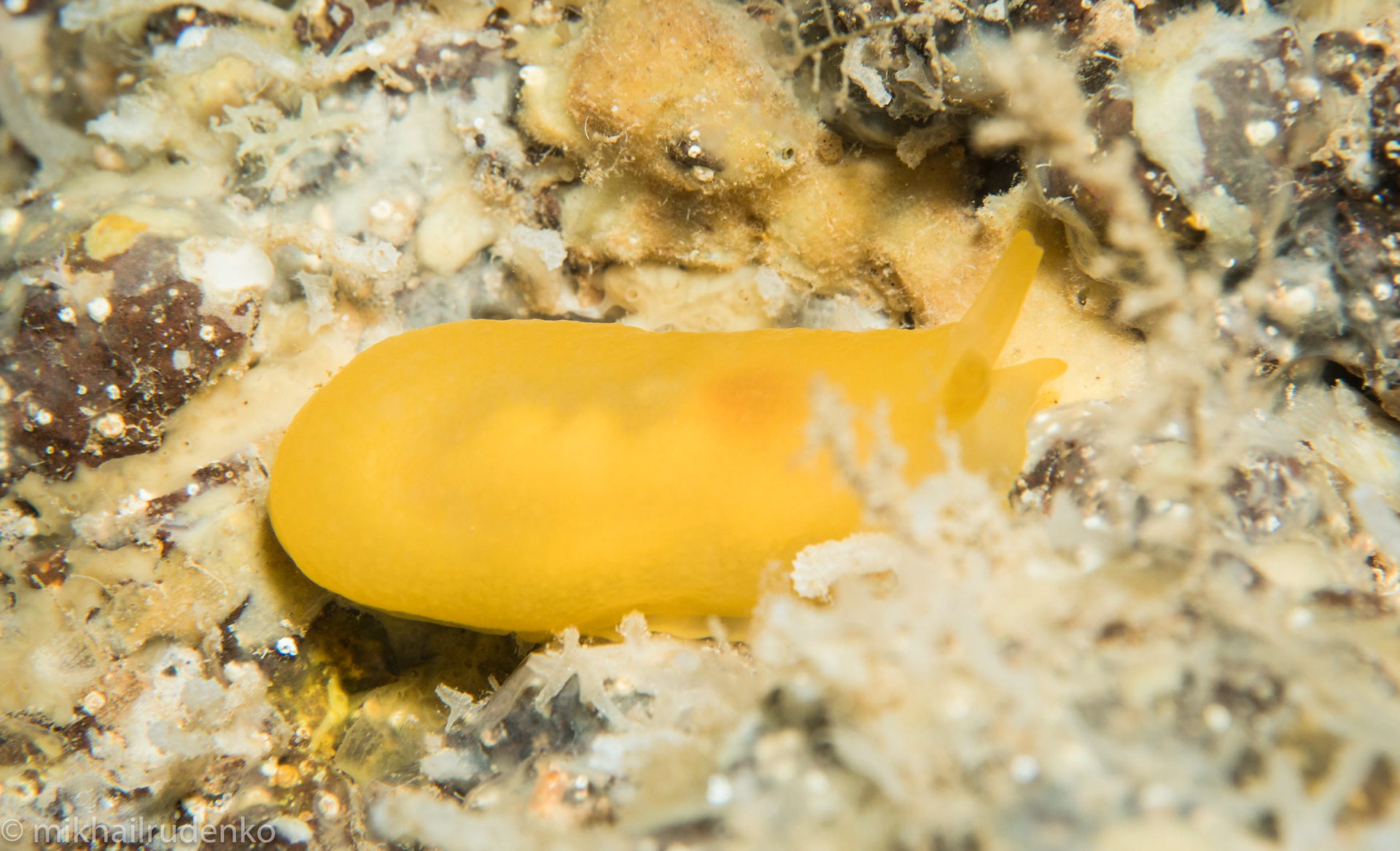 23. Orange Gumdrop slug