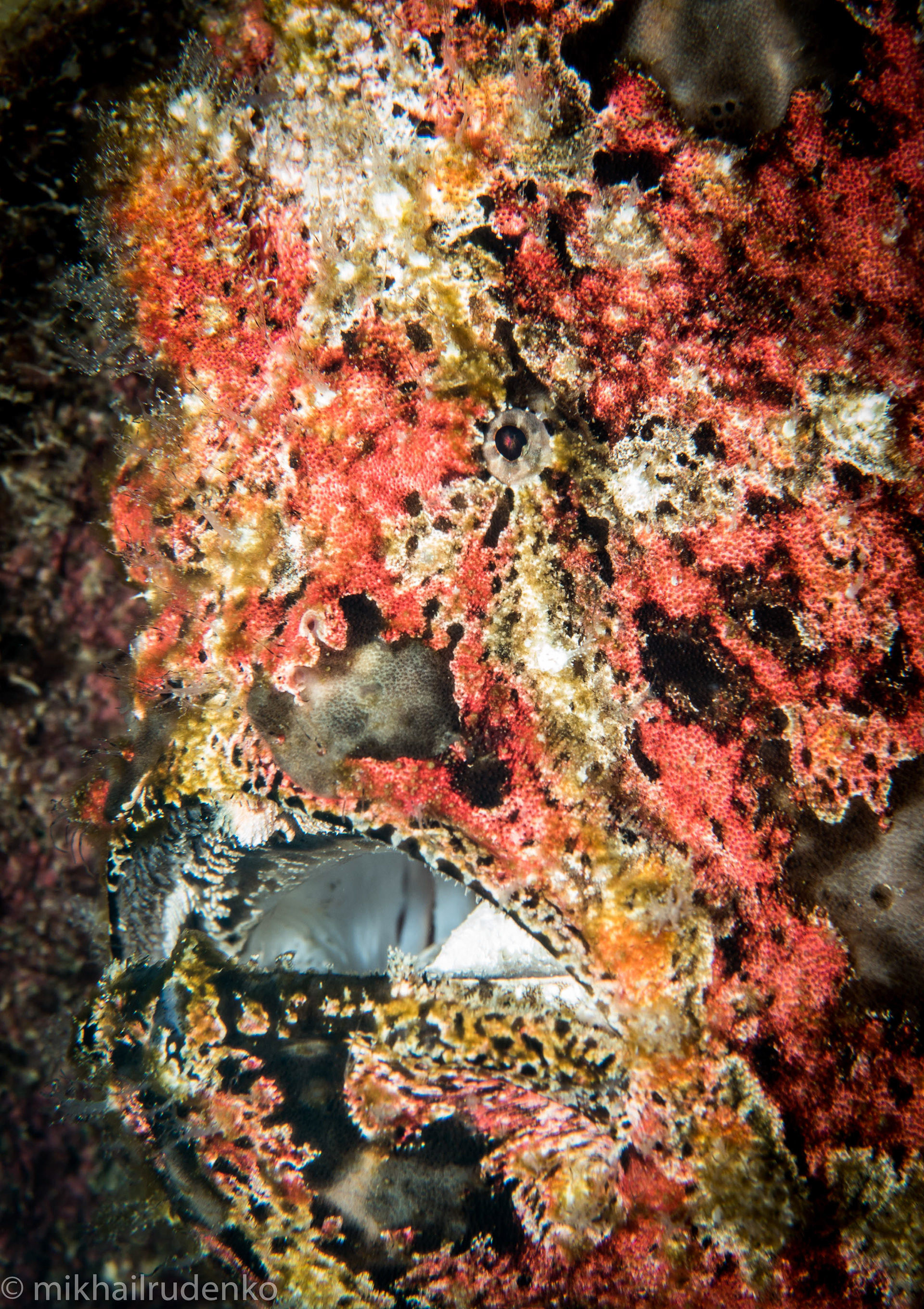 35. Mister T mugshot