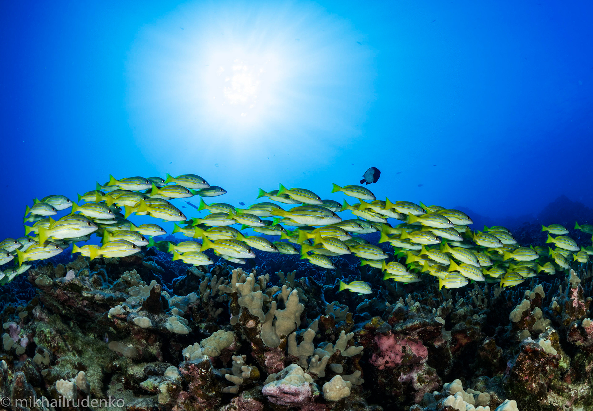 23. Bluestripe Snappers