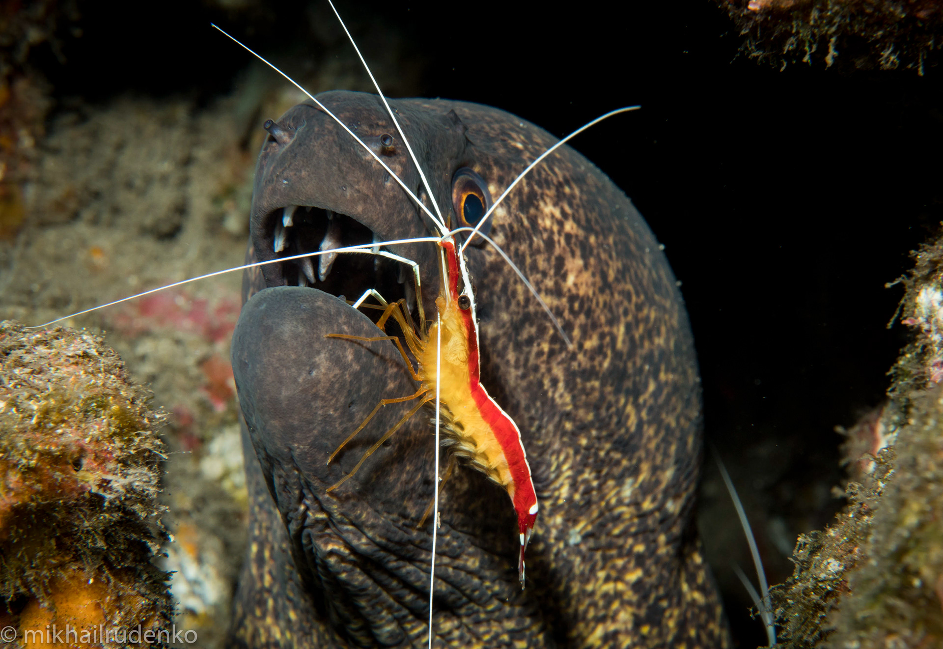 14. Yellowmargin moray and White-Stripe Cleaner shrimp