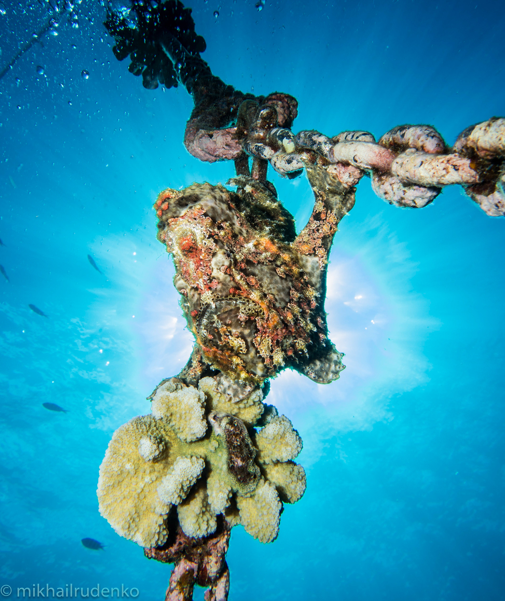 9. Frogfish Supernova