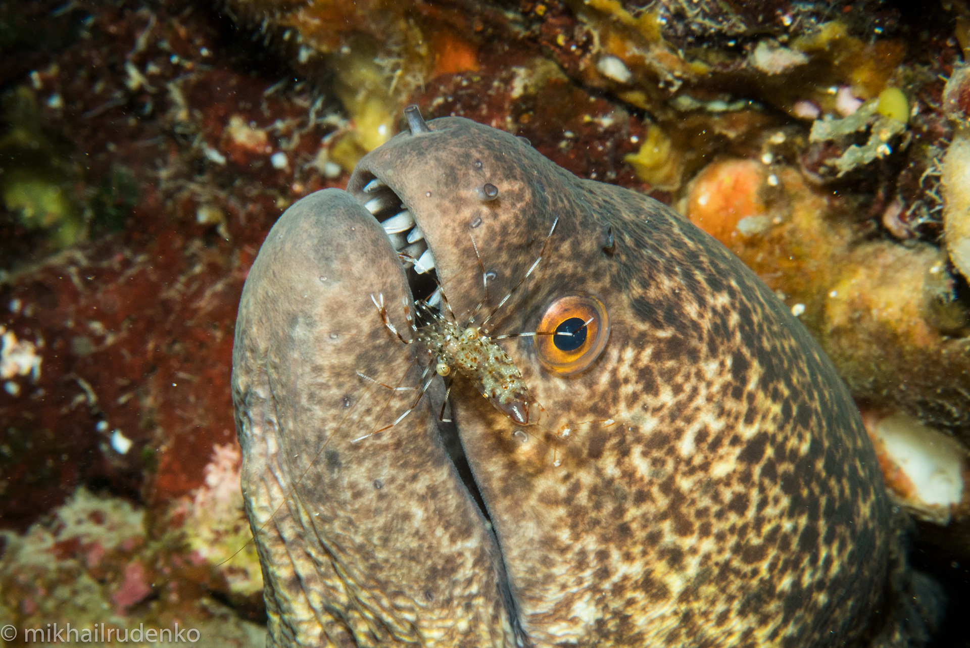 15. Yellowmargin moray and Clear Cleaner shrimp