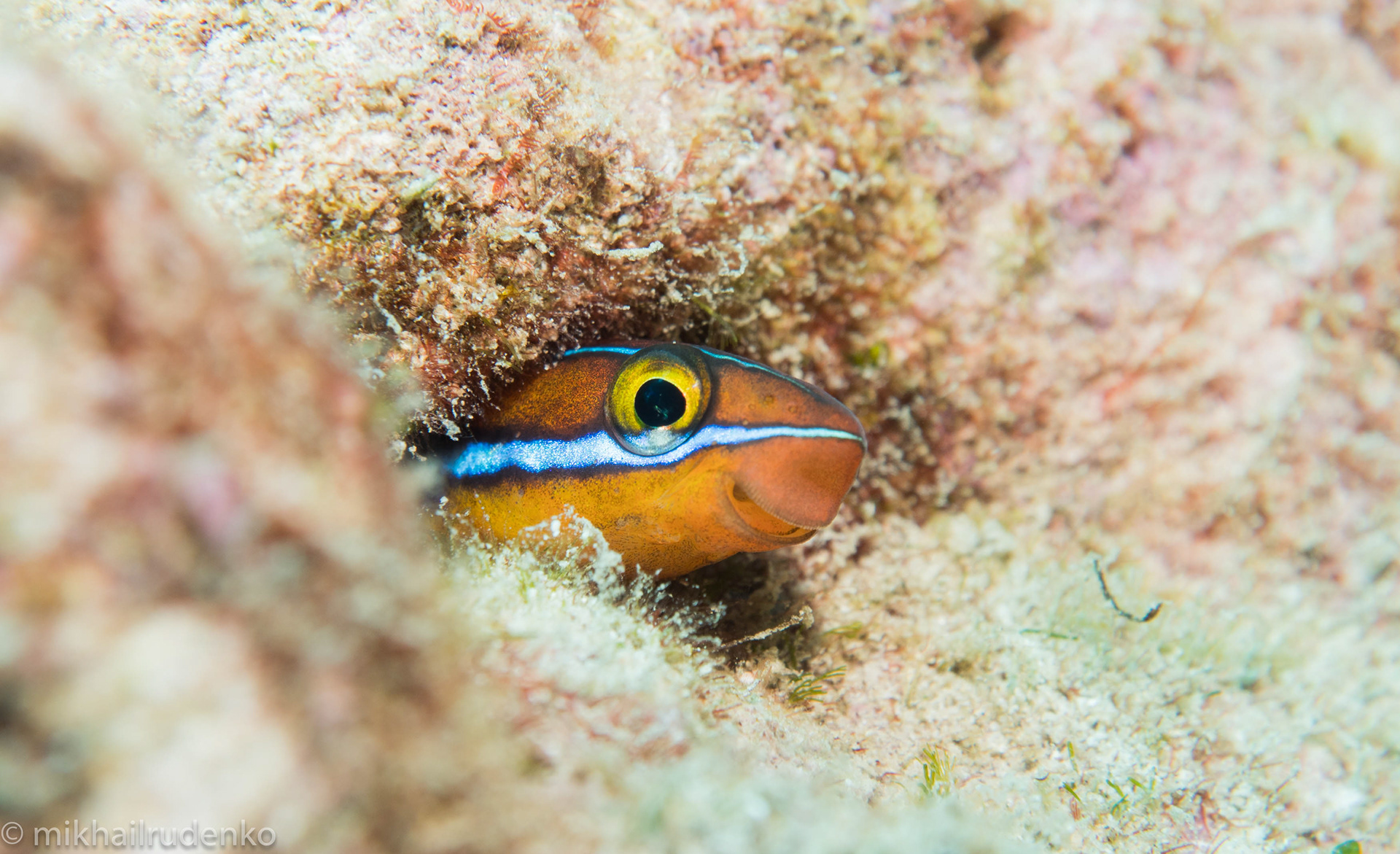 21. Ewa Fang Blenny