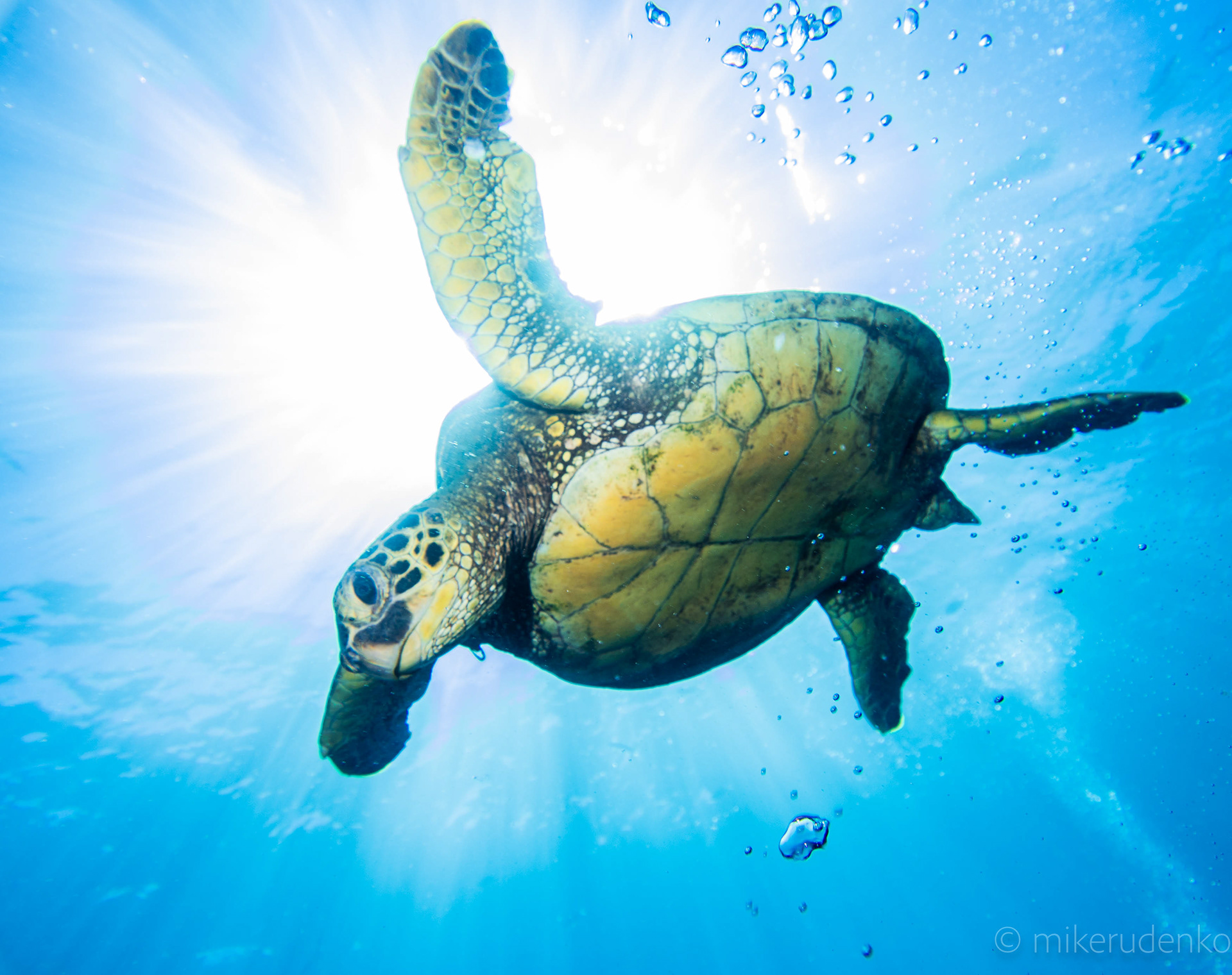 7. Green Turtle supernova #2 