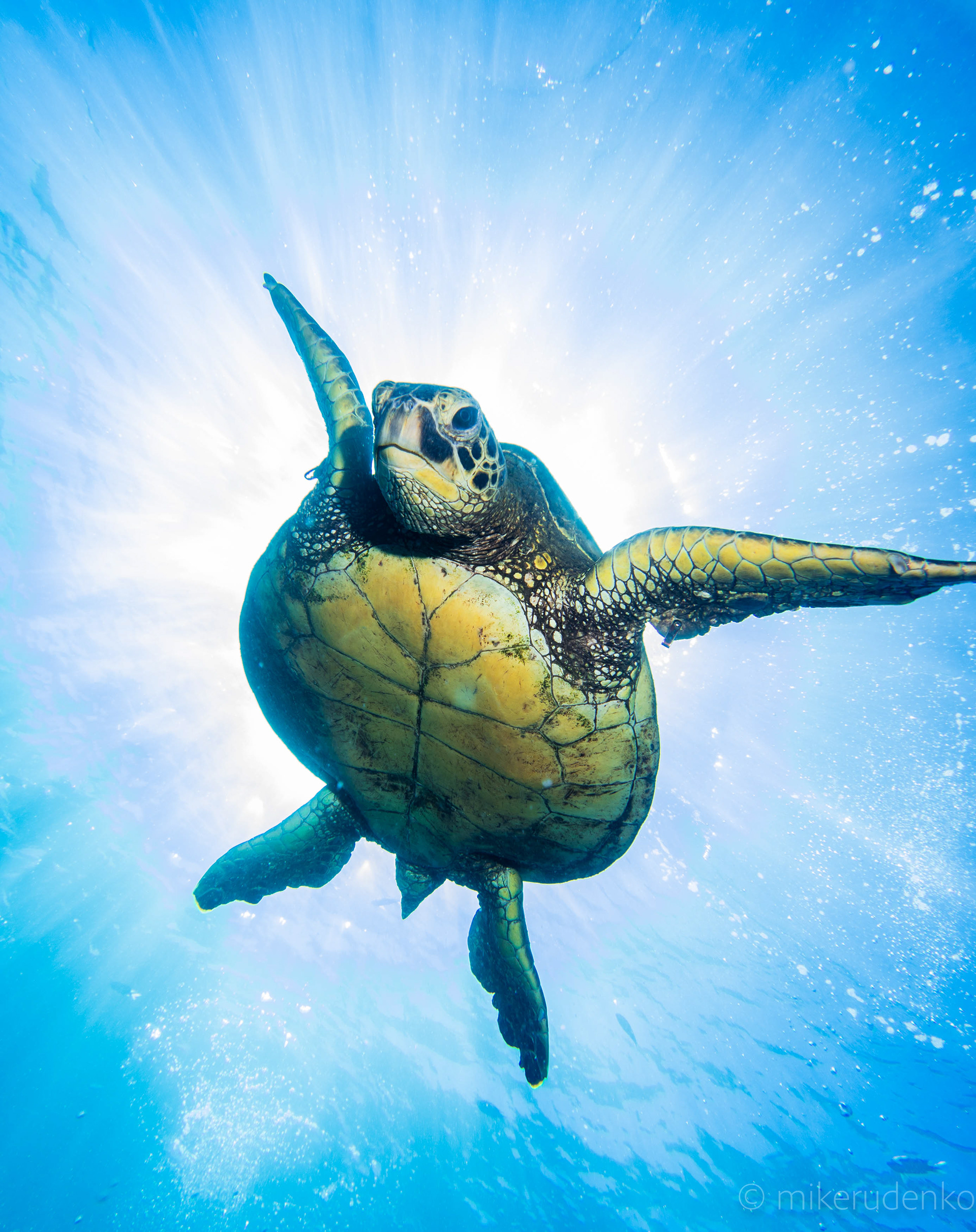 3. Green Turtle supernova