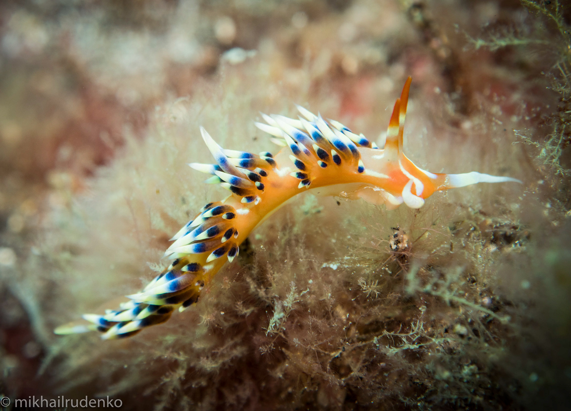 2. Indian nudi