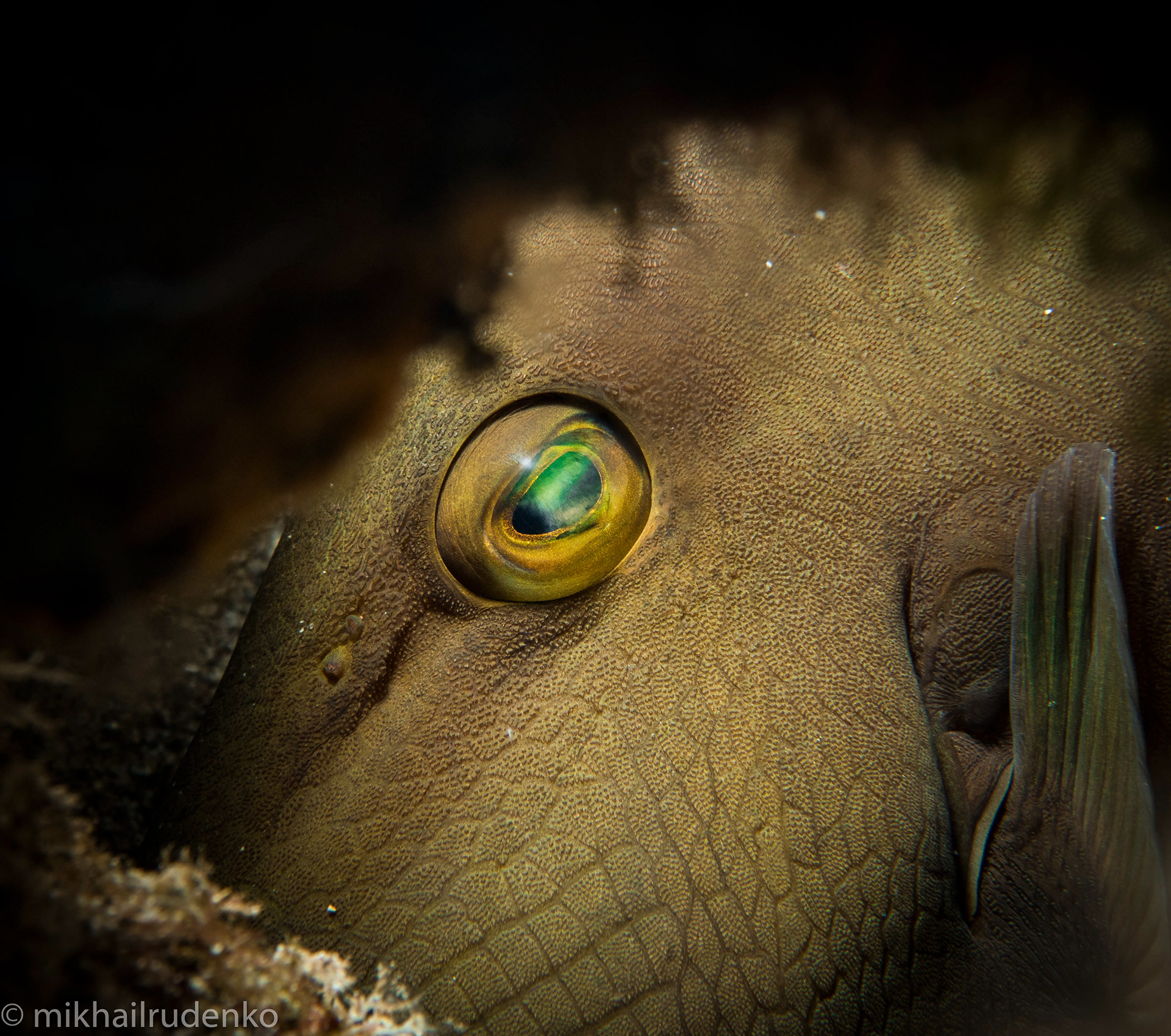 7. Bridled Triggerfish