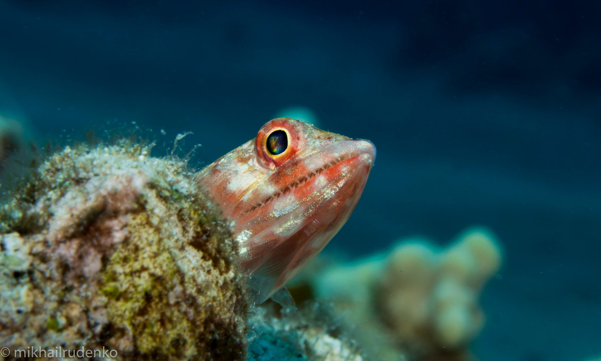 50. Reef Lizardfish