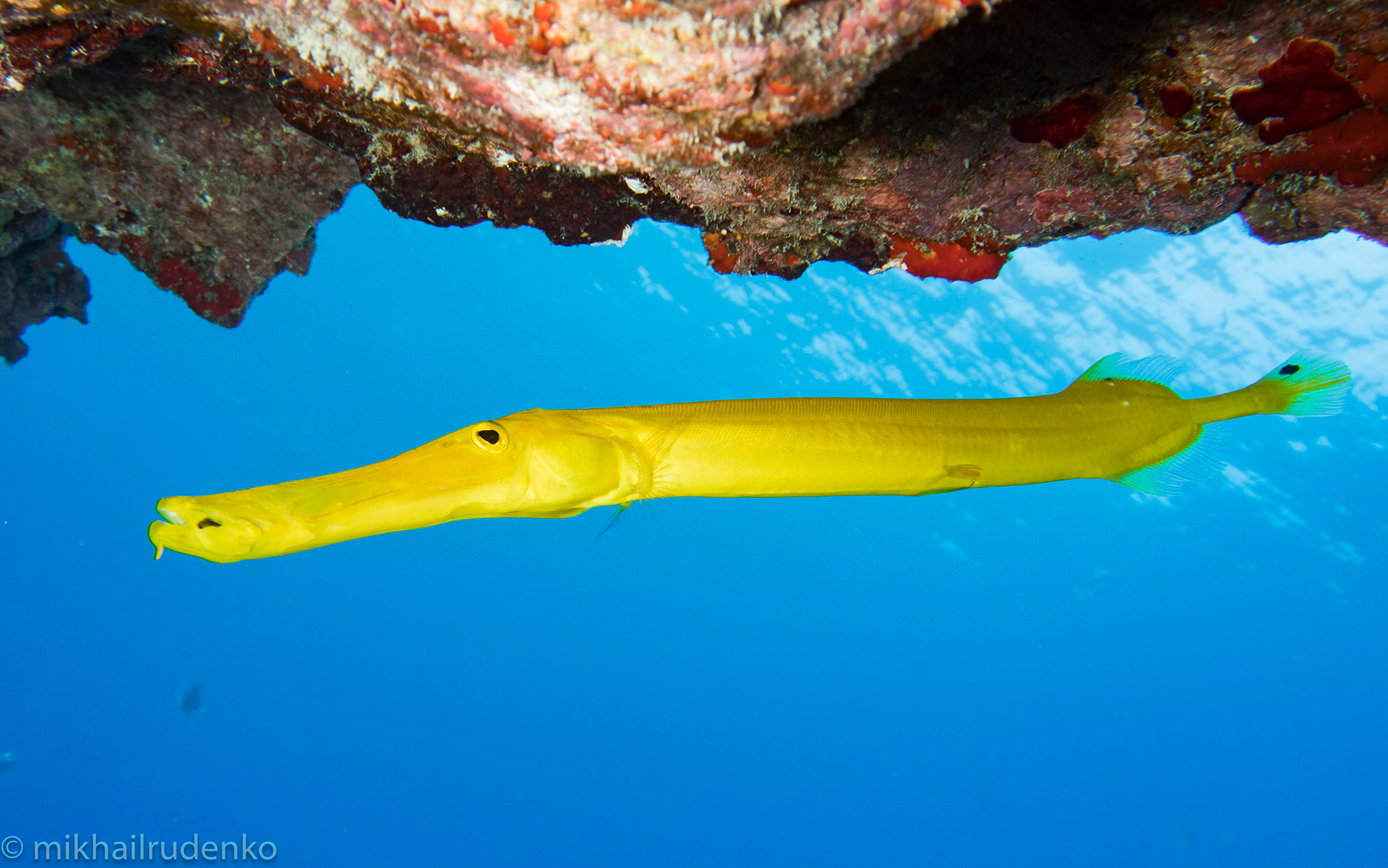 5. Yellow Pacific Trumpetfish