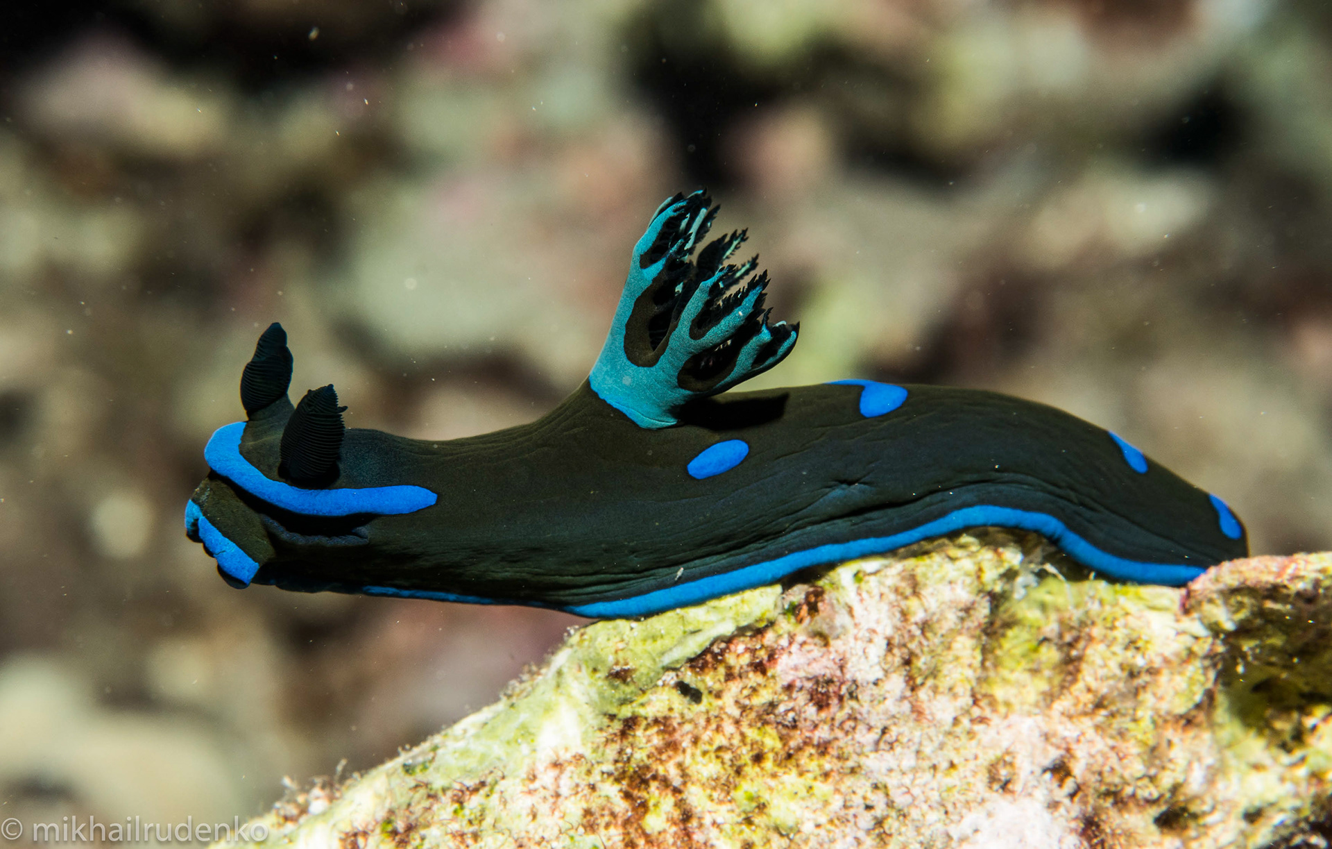 6. Gloomy Nudibranch