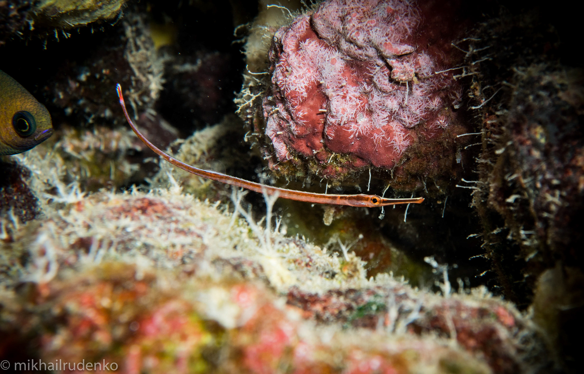 78. Redstripe Pipefish