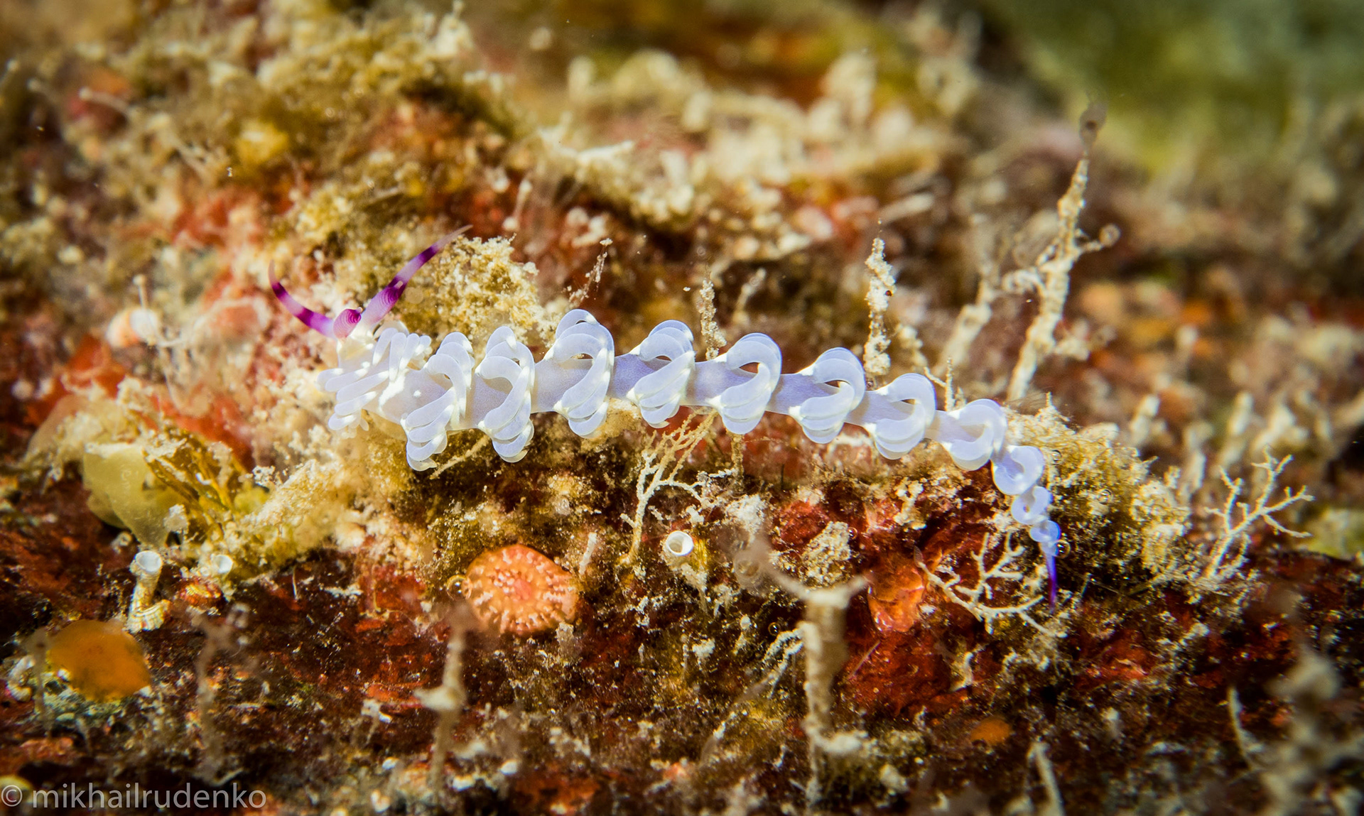 44. Baby Blue Dragon nudi