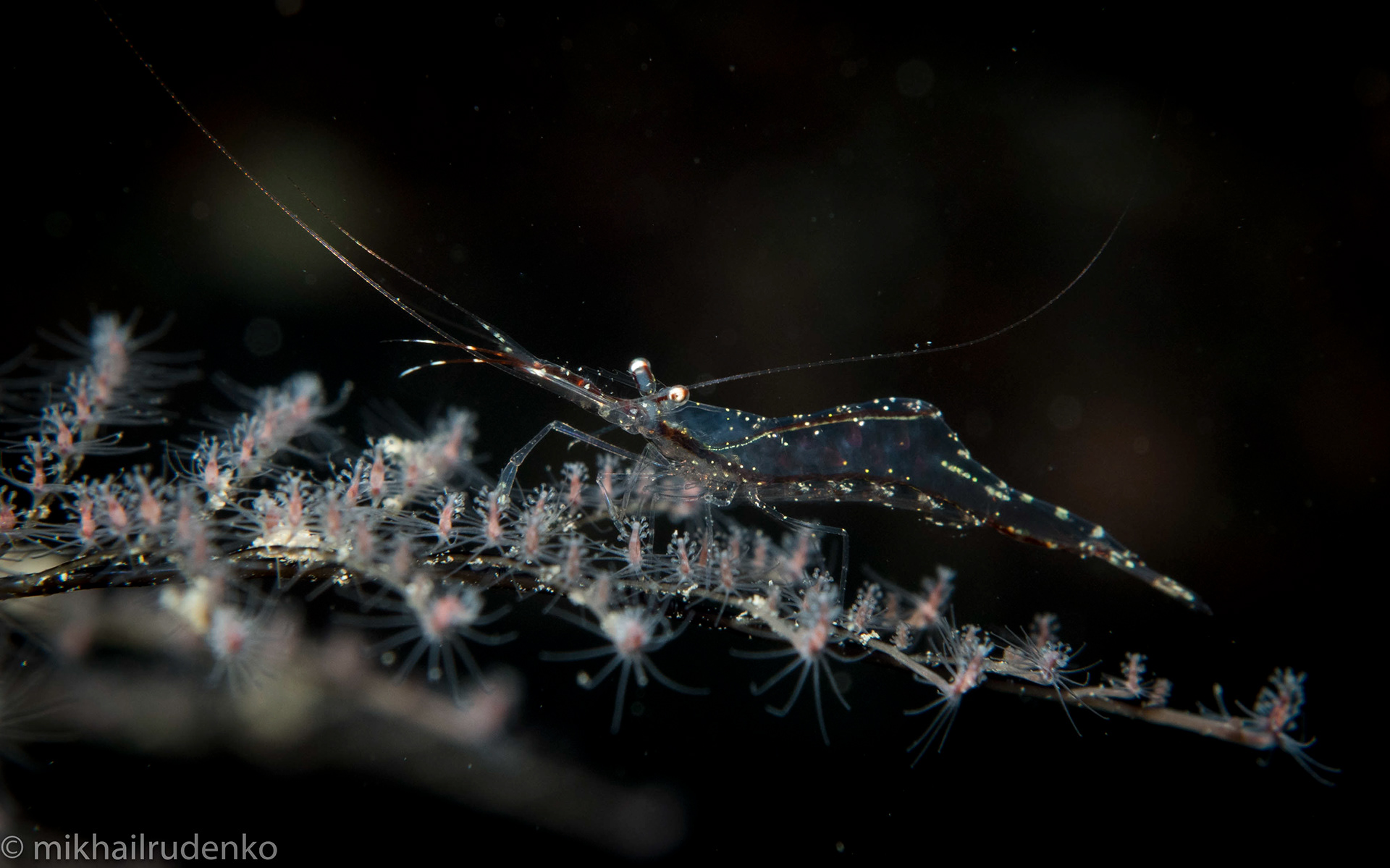 20. Hydroid shrimp