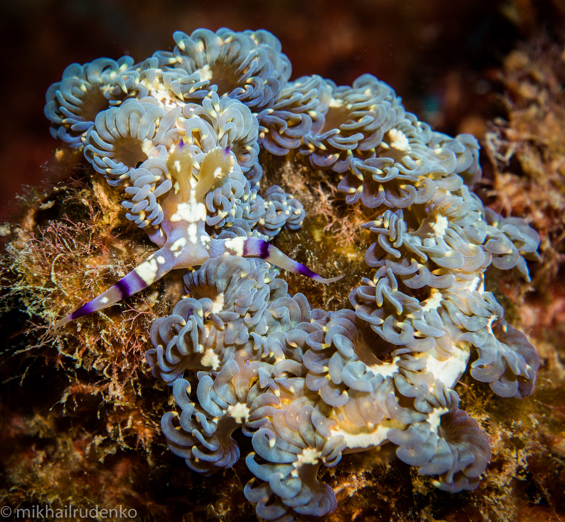 47. Blue Dragon nudi