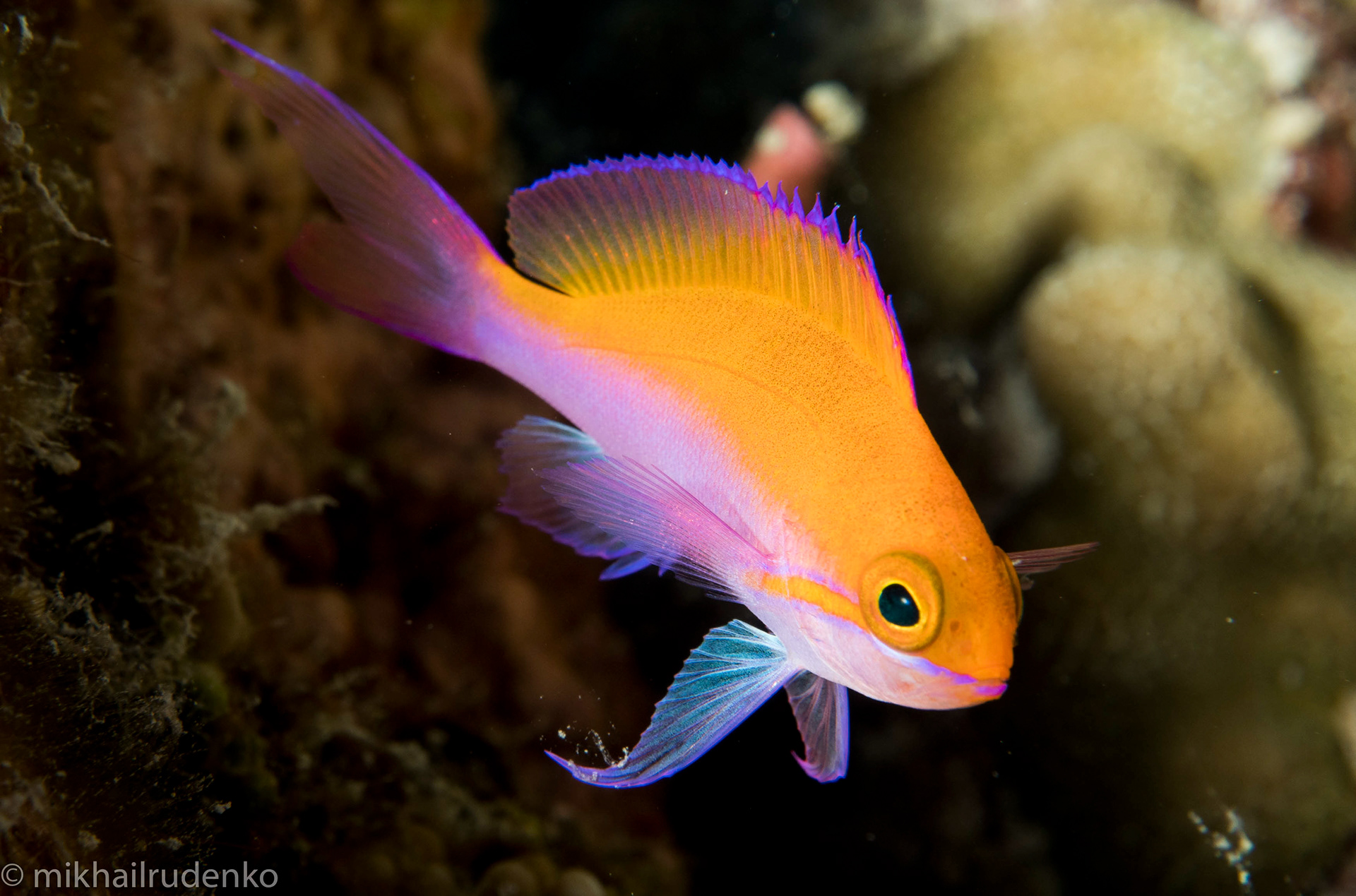 28. Juvenile Bicolor Anthias