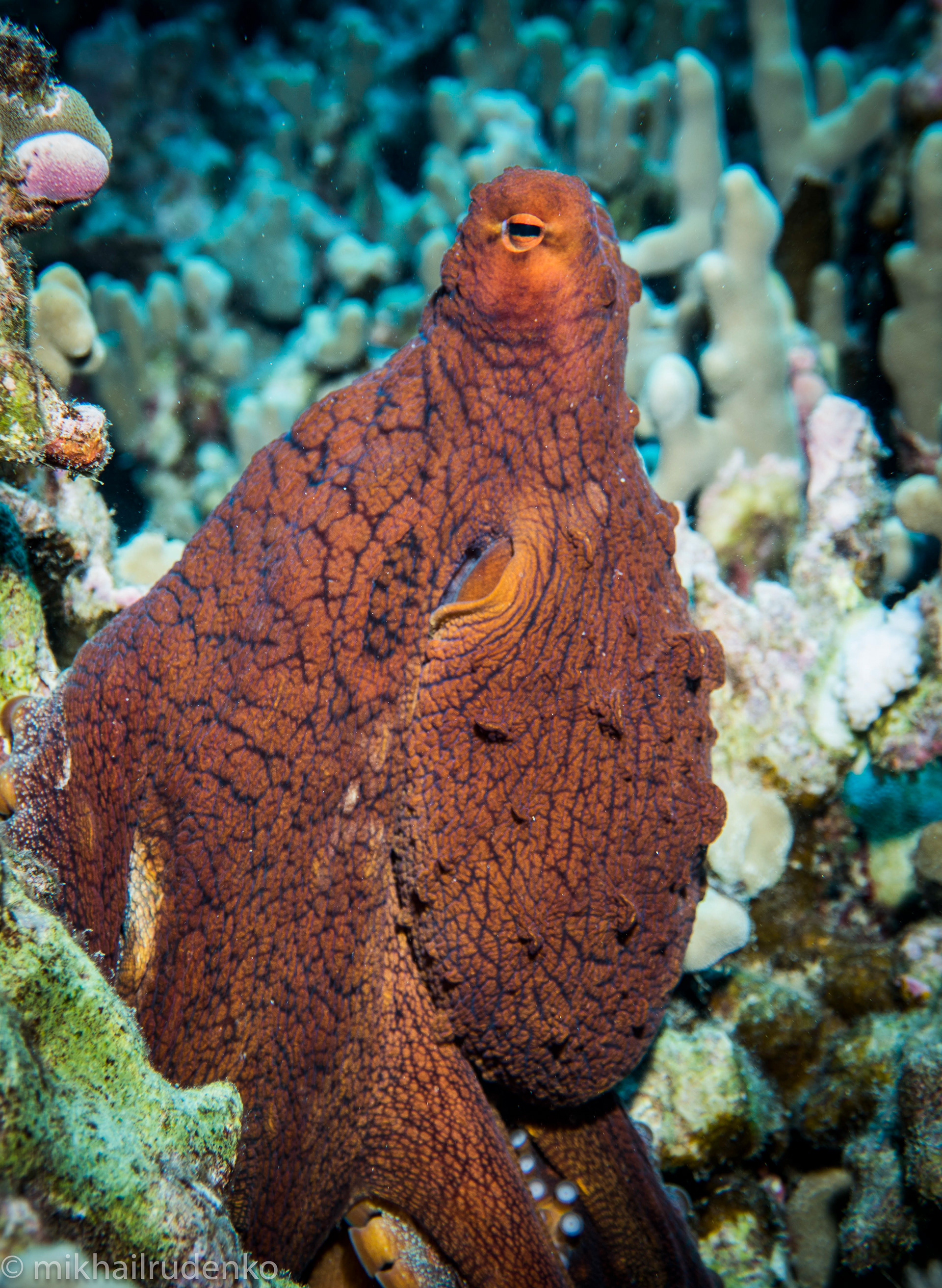4. Day Octopus pickaboo