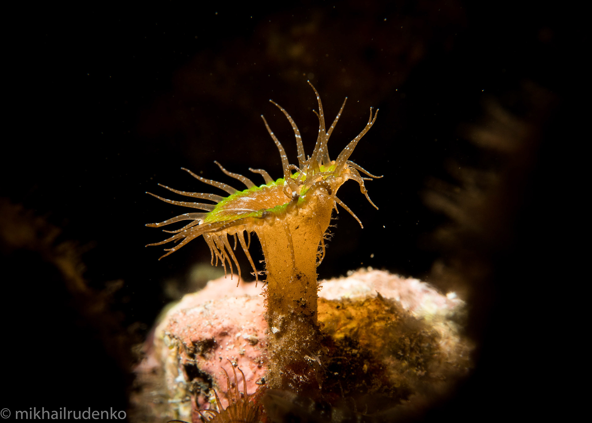 13. Palythoa spp. zoanthid