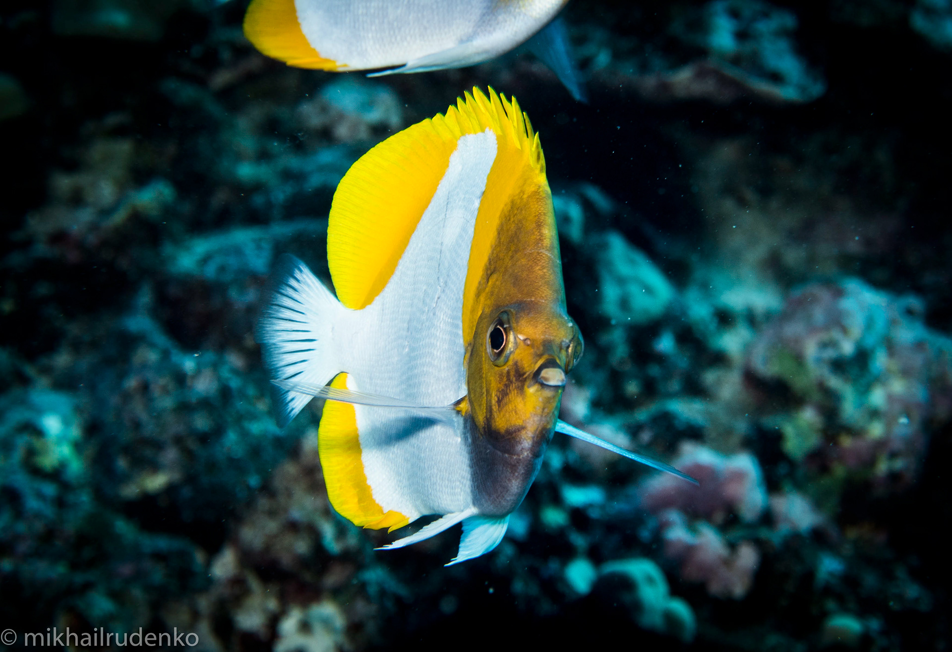 11. Pyramid Butterflyfish