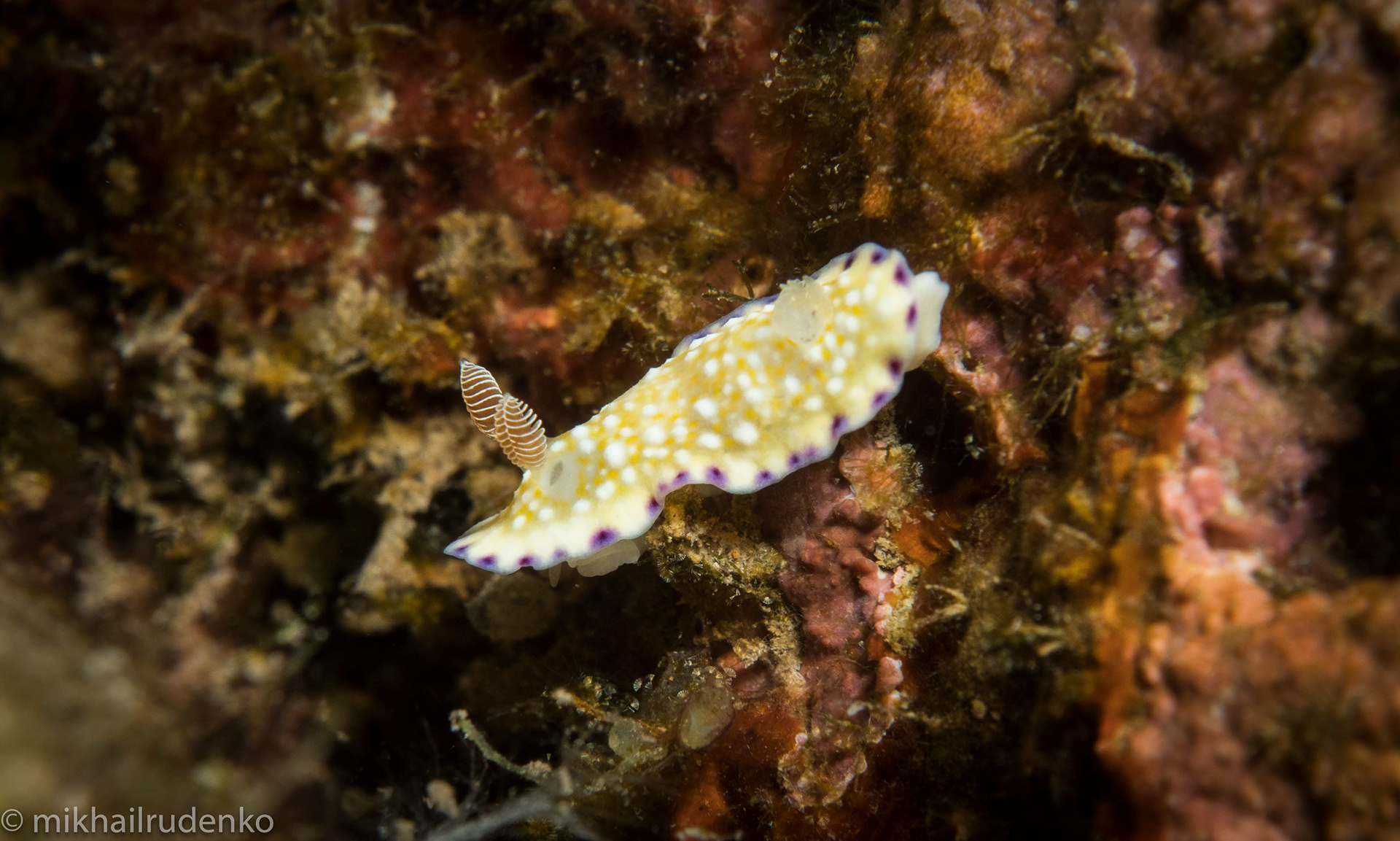 16. White-Bump nudi