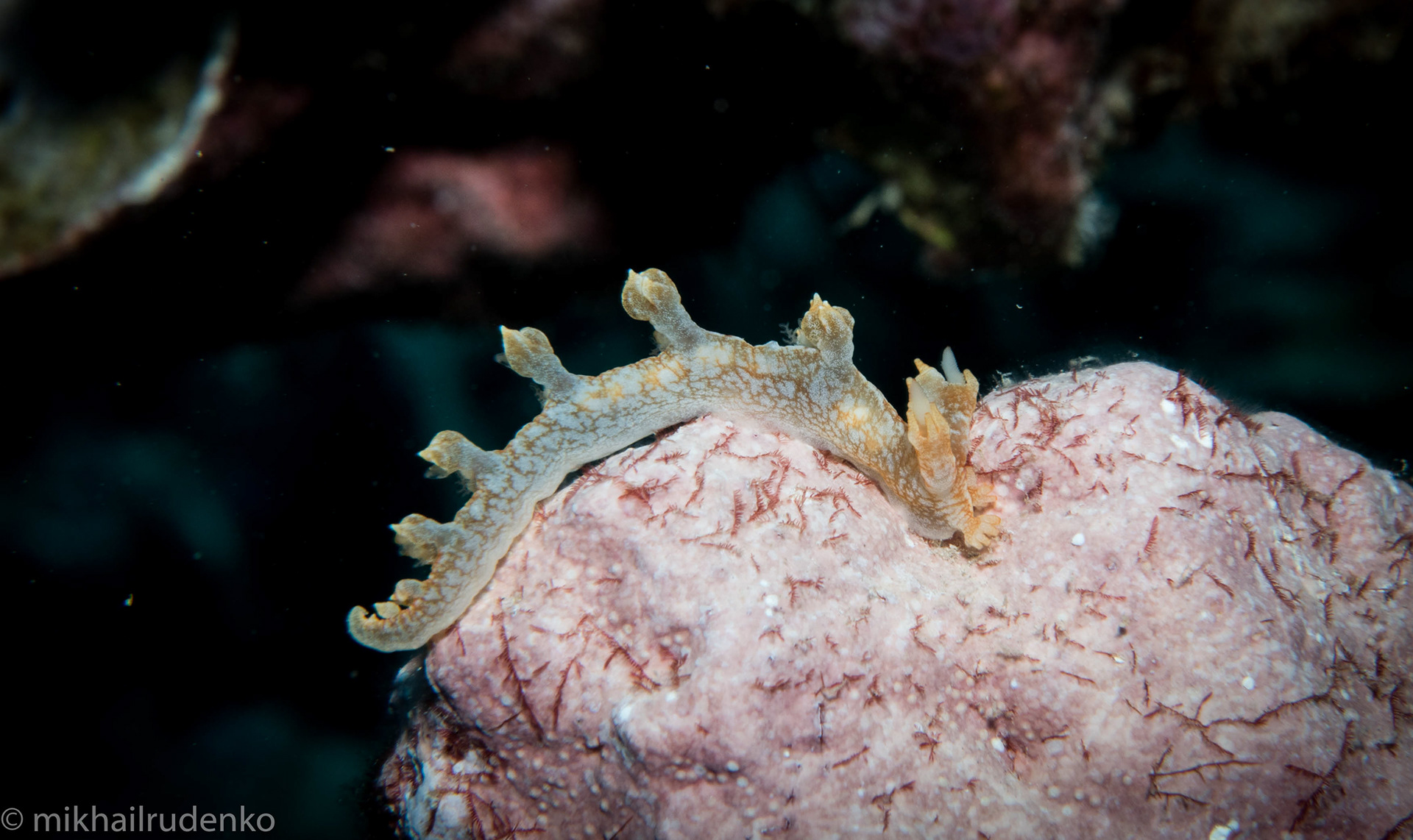 29. Bornella stellifer