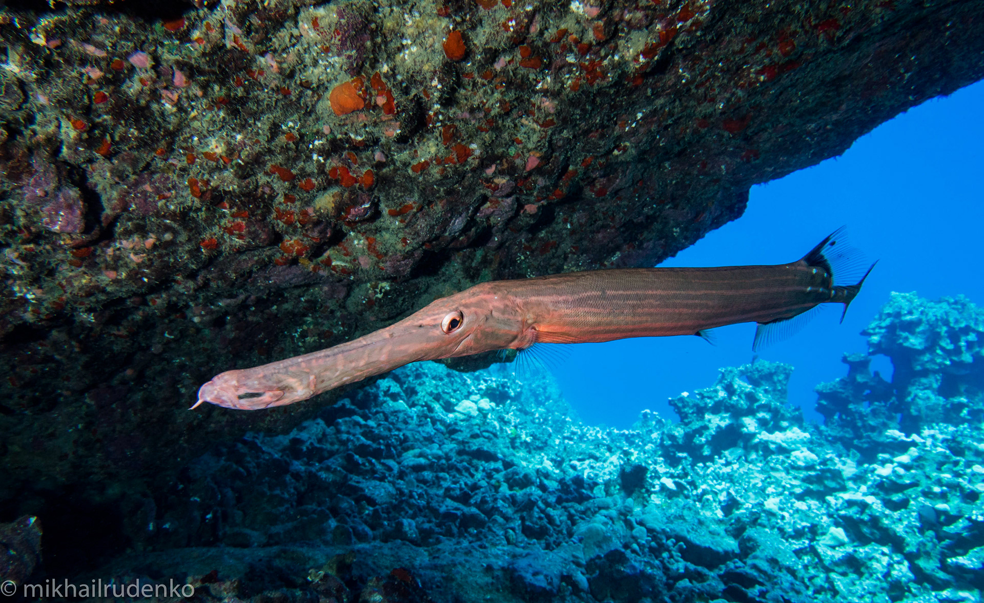 67. Brown Pacific Trumpetfish