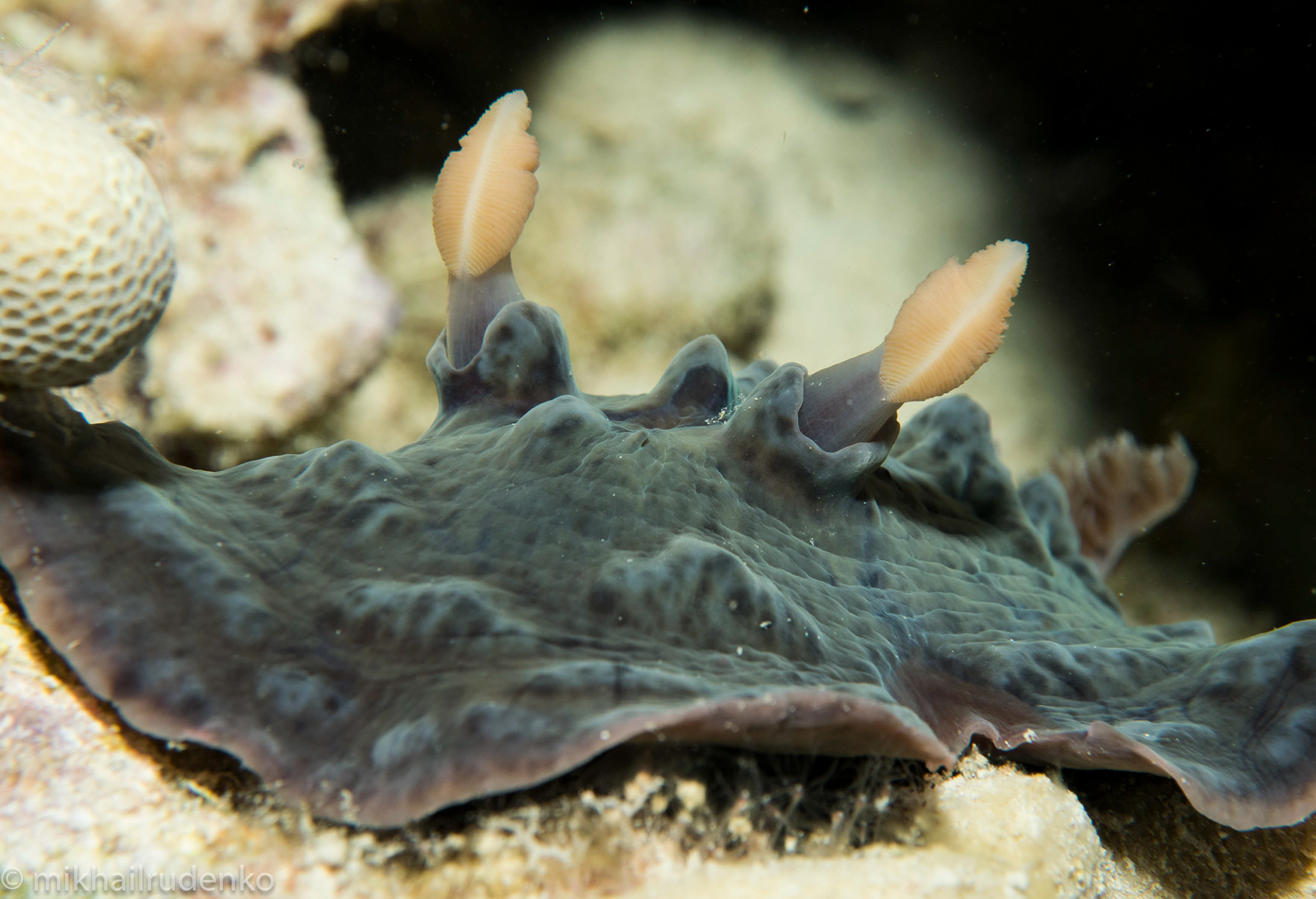 41. Clumpy nudi mugshot (extremely rare color variant)