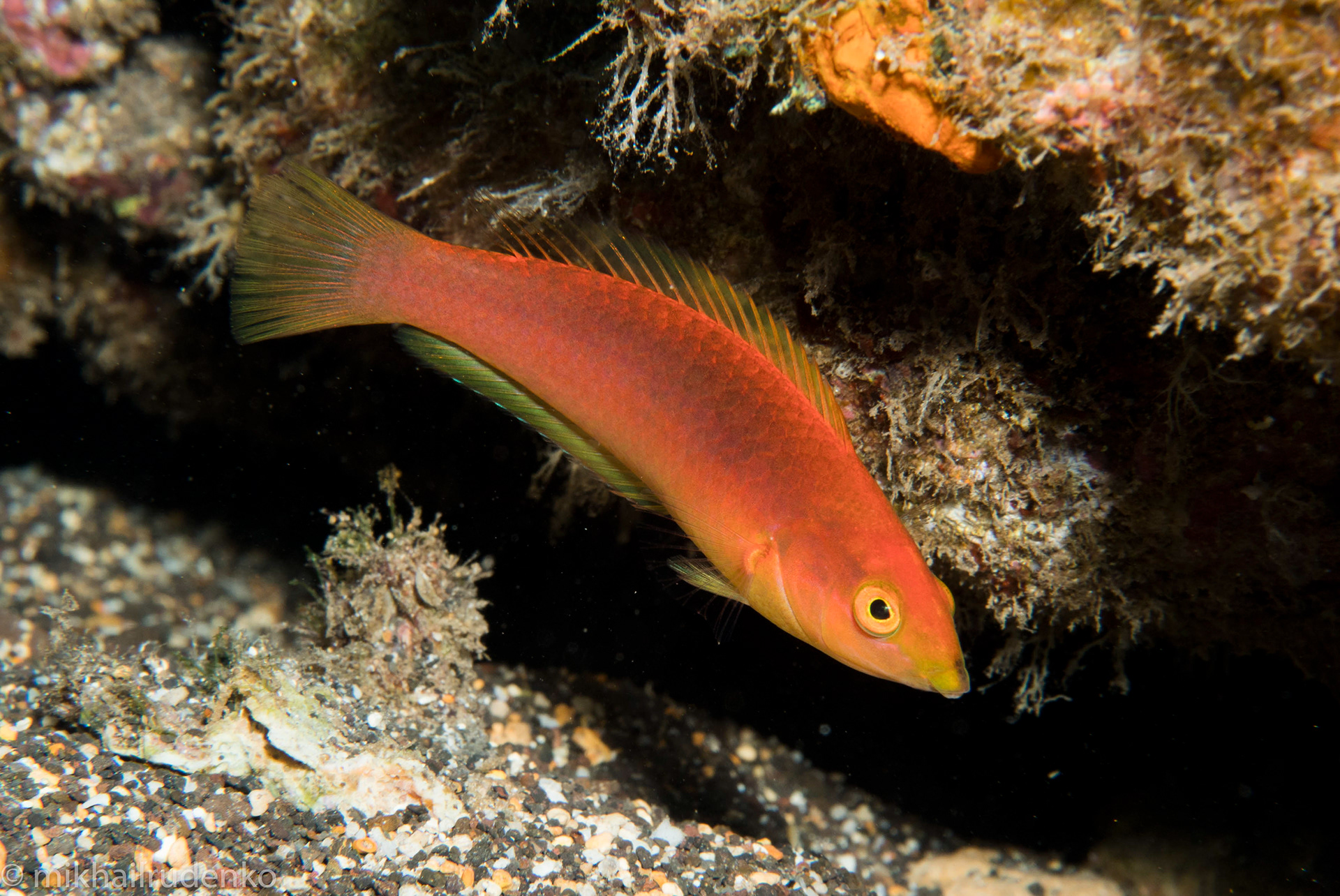 57. Pencil Wrasse