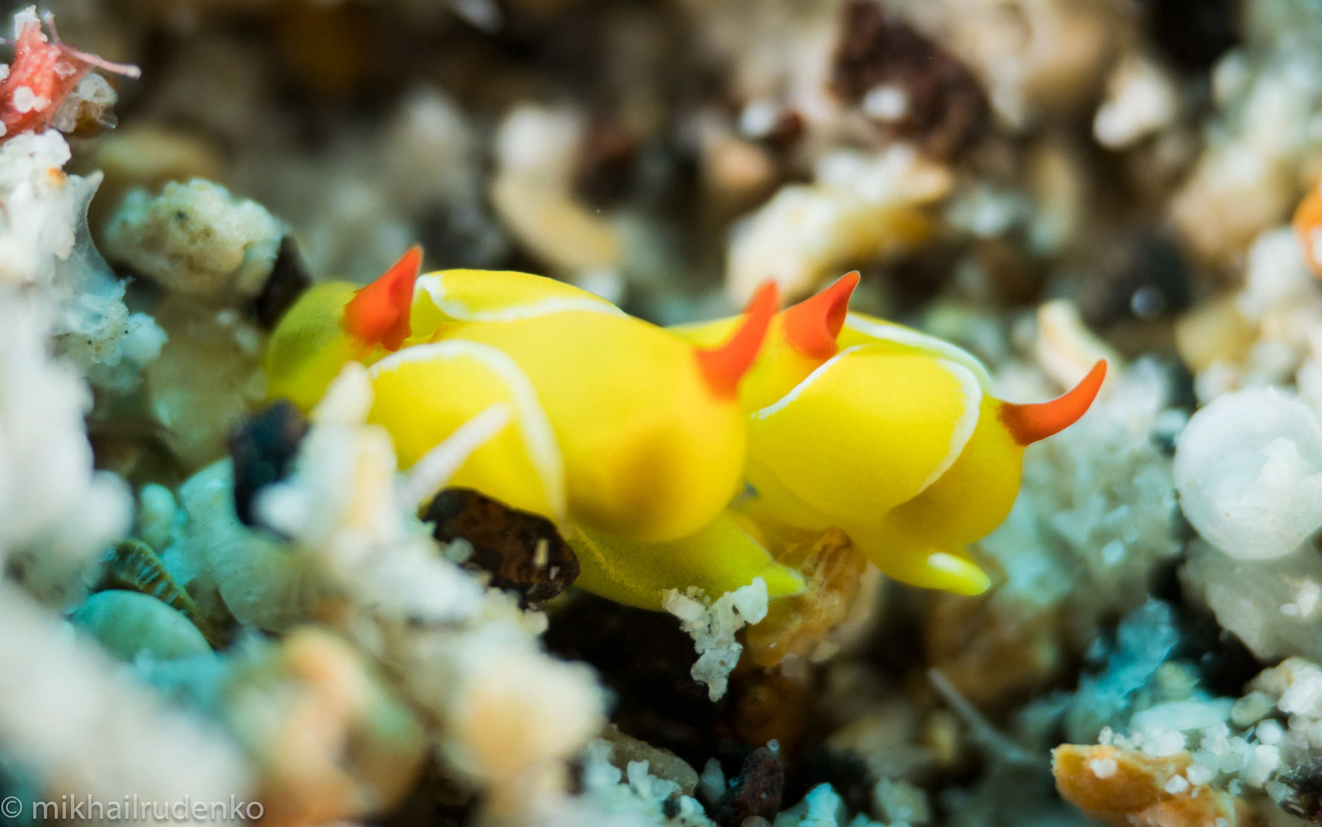 42. Two Rubber Ducky Nudibranchs