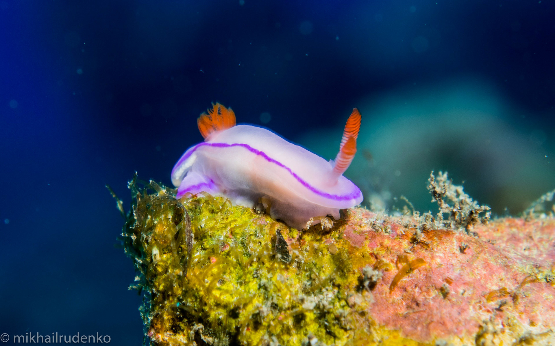 26. Kahuna nudi