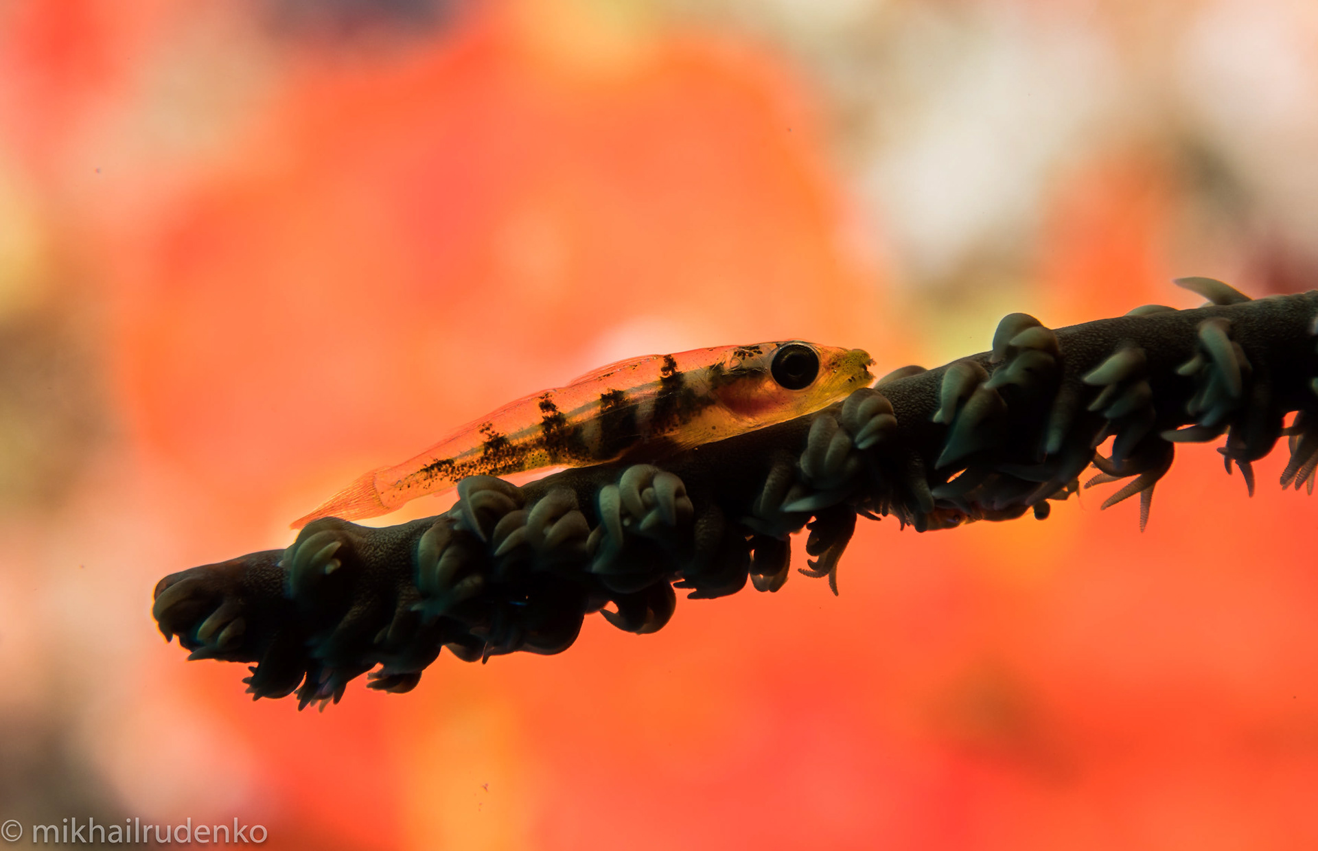 24. Wire Coral Goby