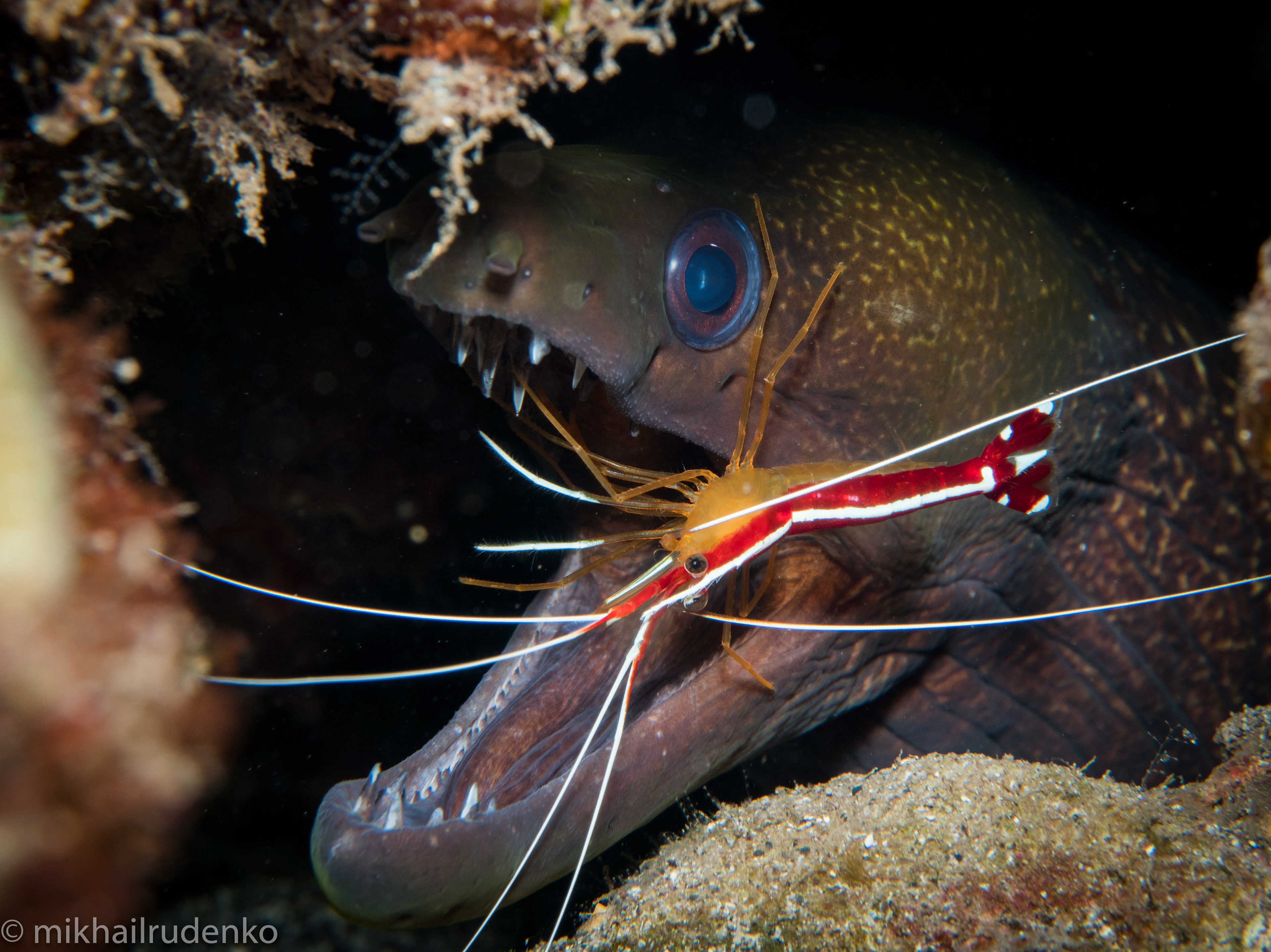 25. White-Stripe Cleaner Shrimp and Undulated Moray