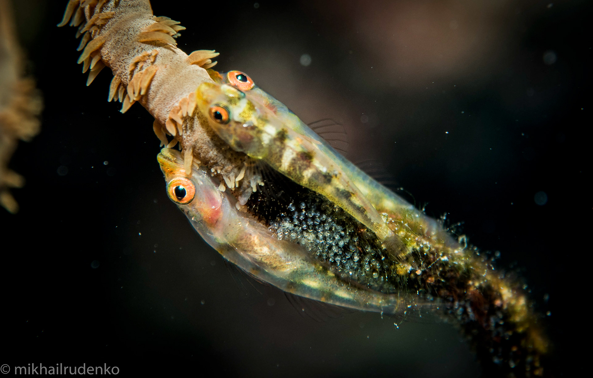 5. Love triangle. Three Wire Coral gobies and fish laid eggs.