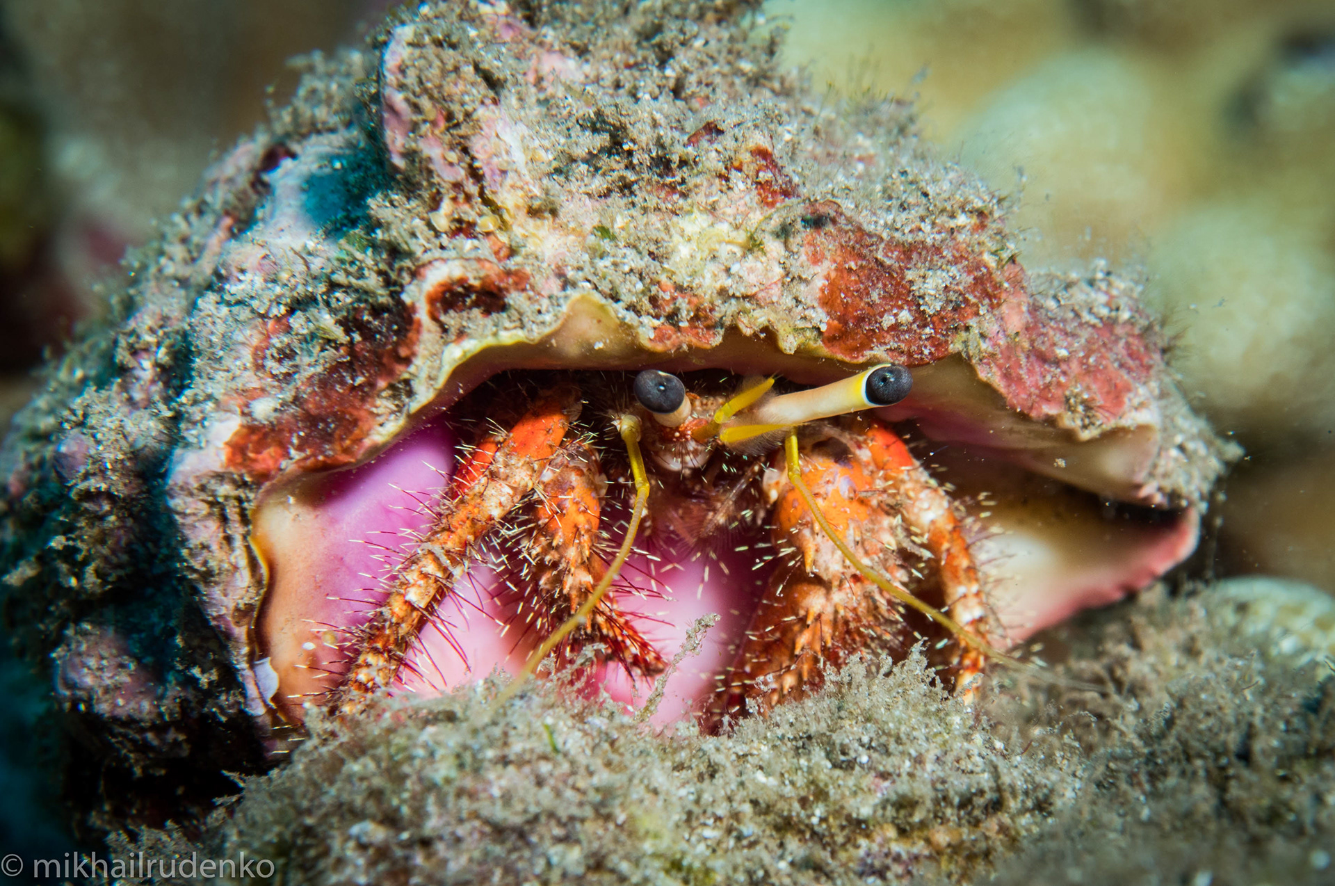 41. Bloody Hermit crab