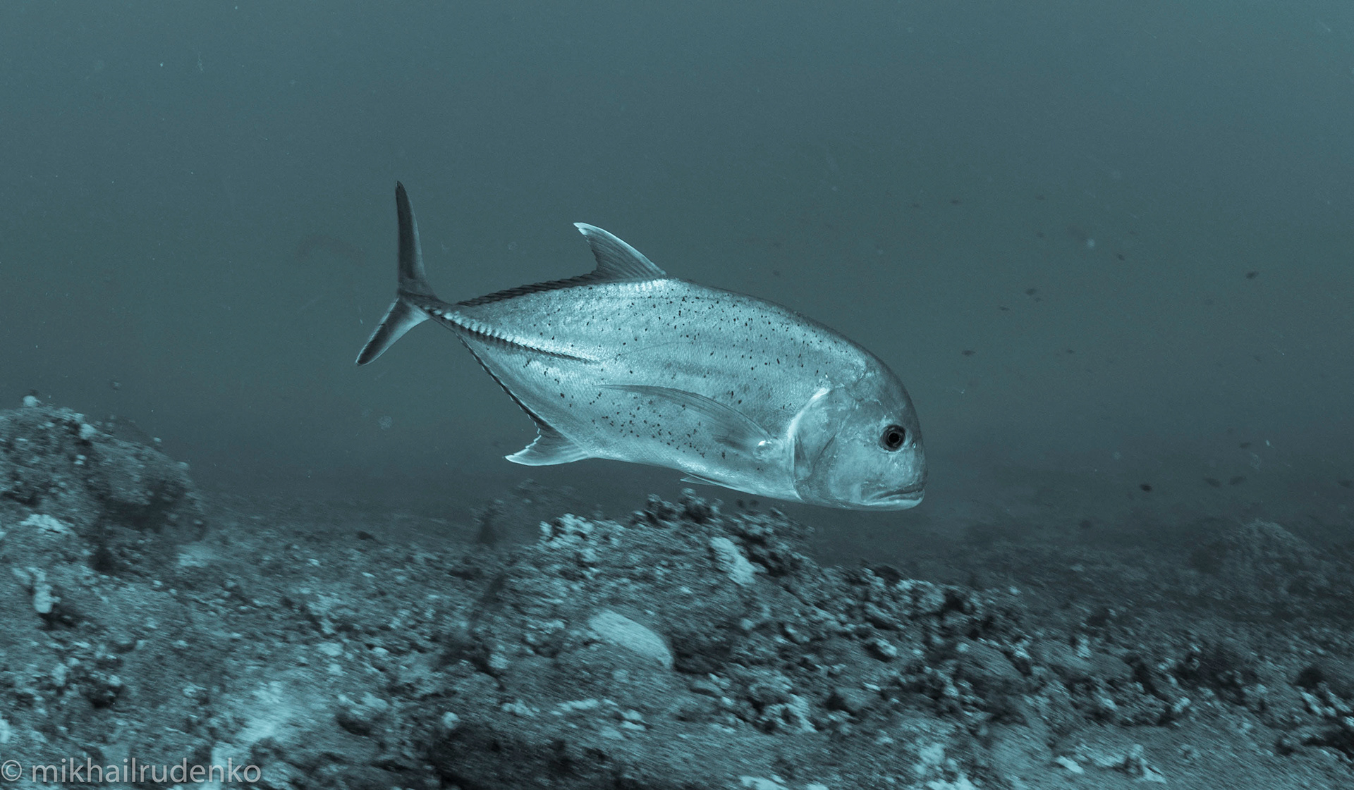 30. Giant Trevally