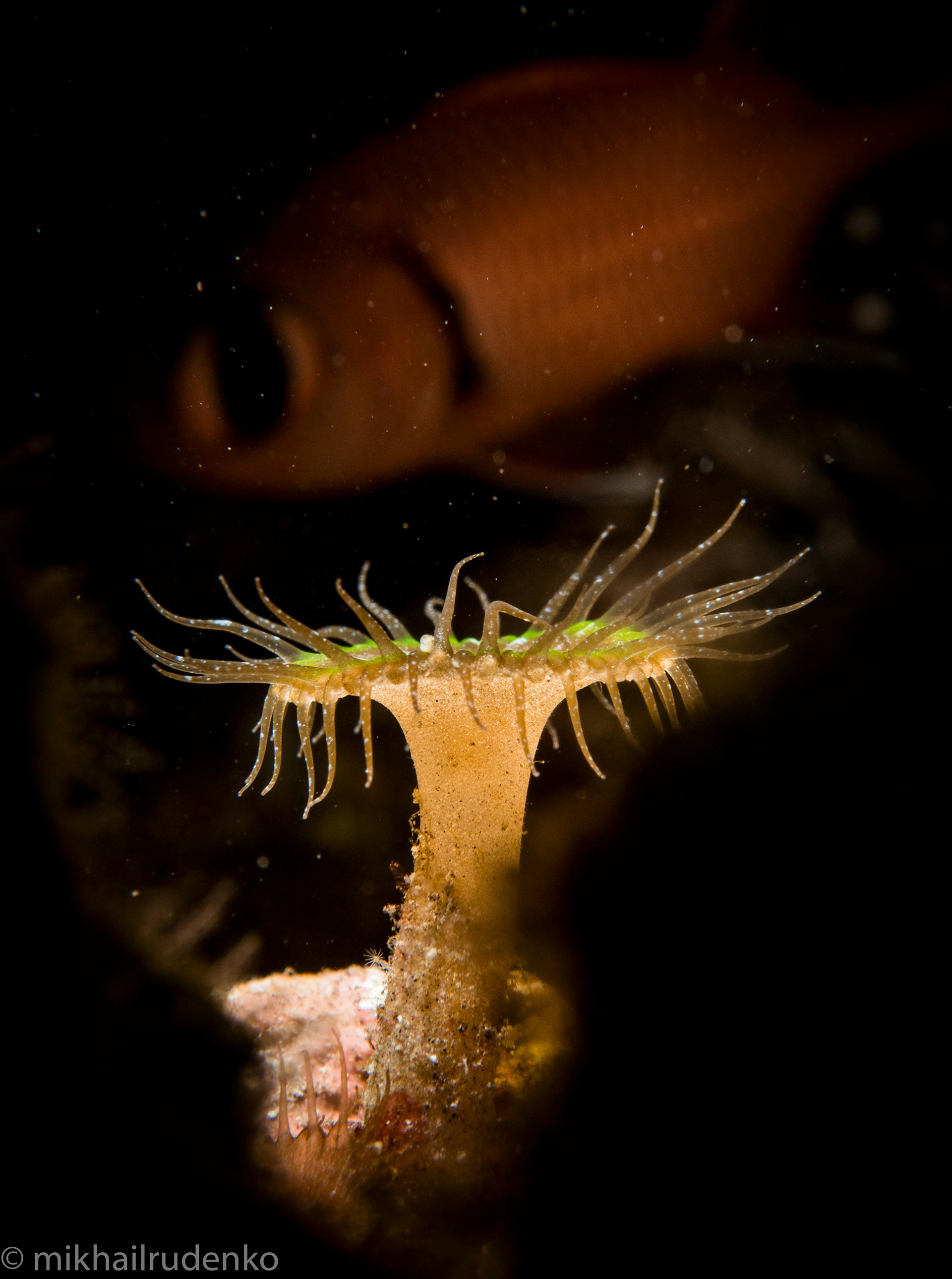 12. Palythoa spp. zoanthid and Soldierfish