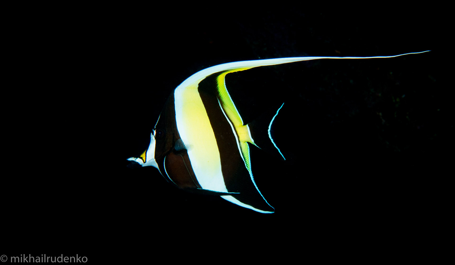 69. Moorish Idol