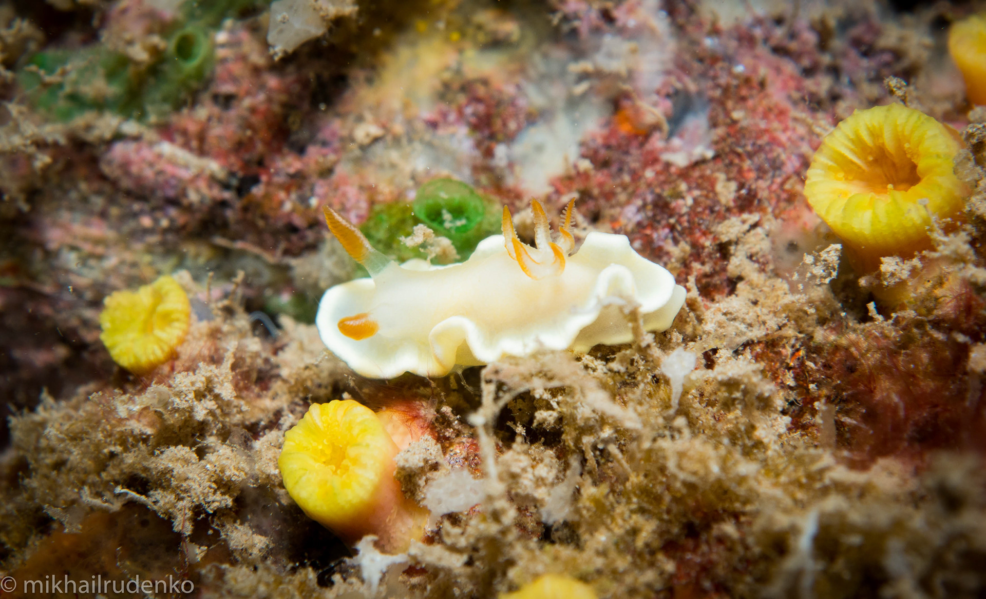 30. Ardeadoris angustolutea