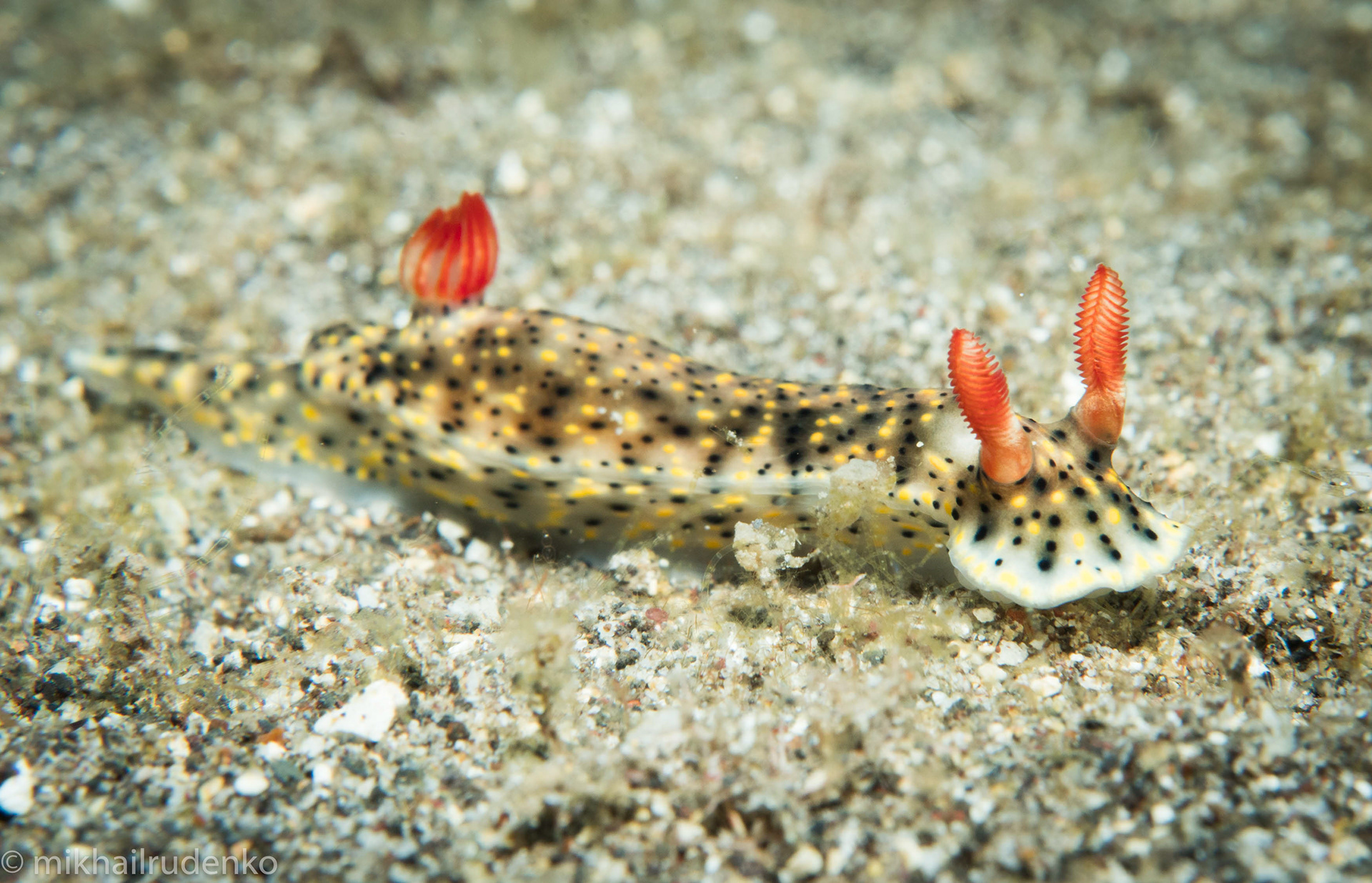 20. Painted Nudibranch 