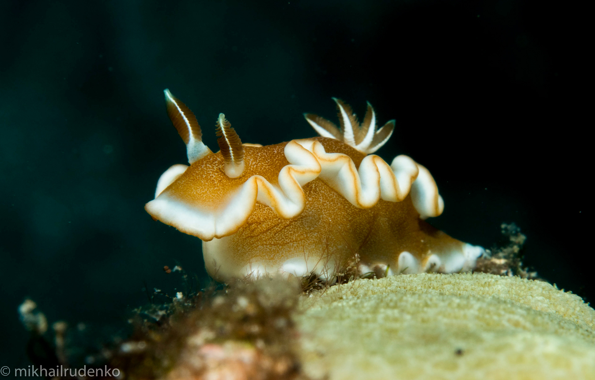 18. White-Margin nudi