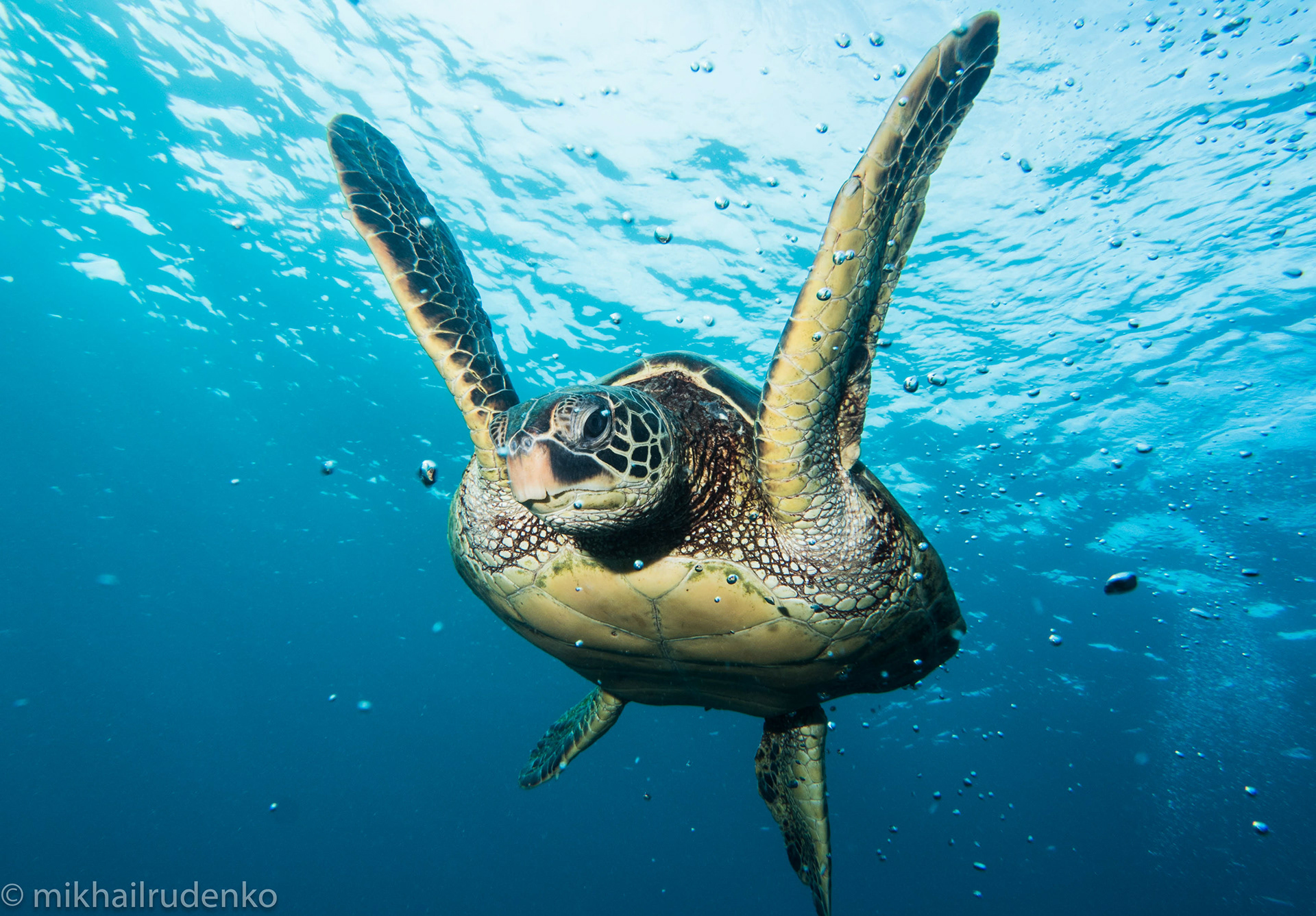 8. Green Turtle and bubbles
