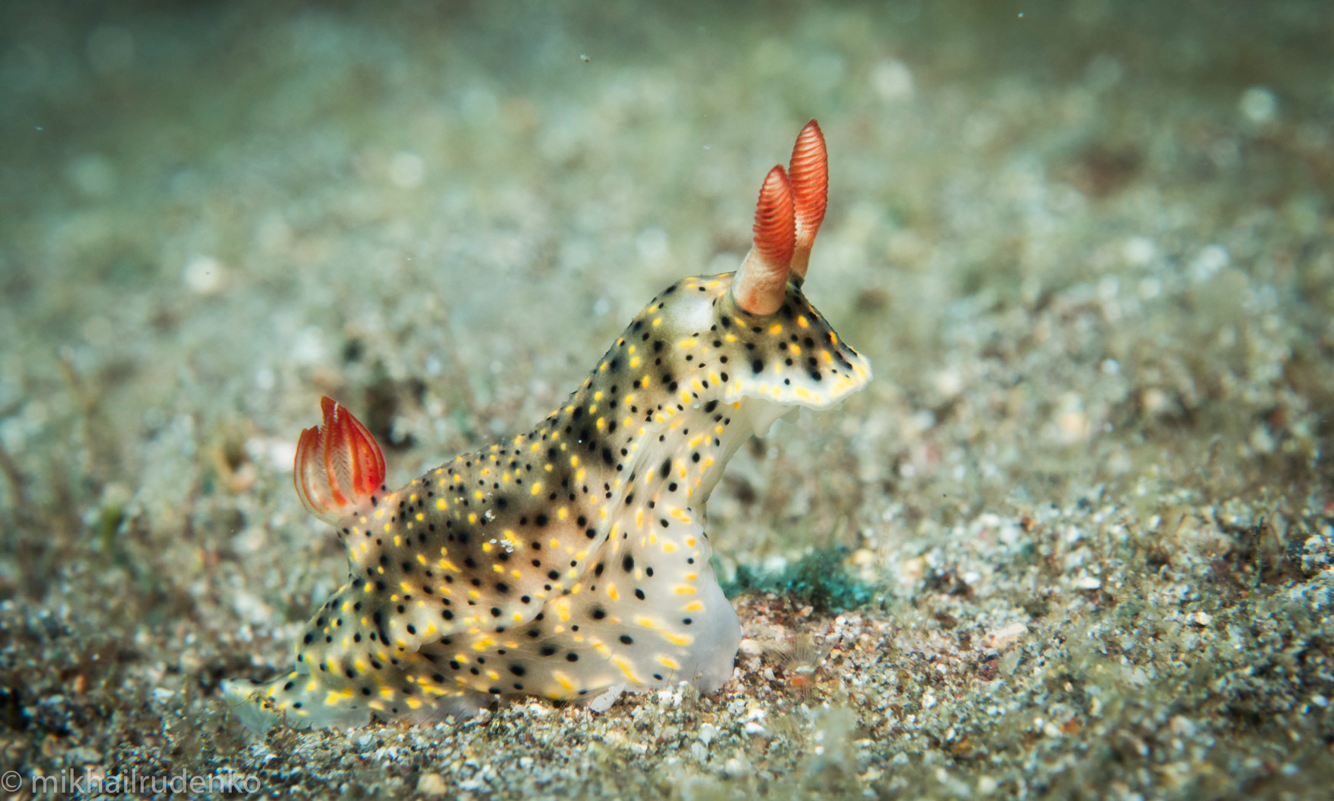 34. Painted nudi hunting