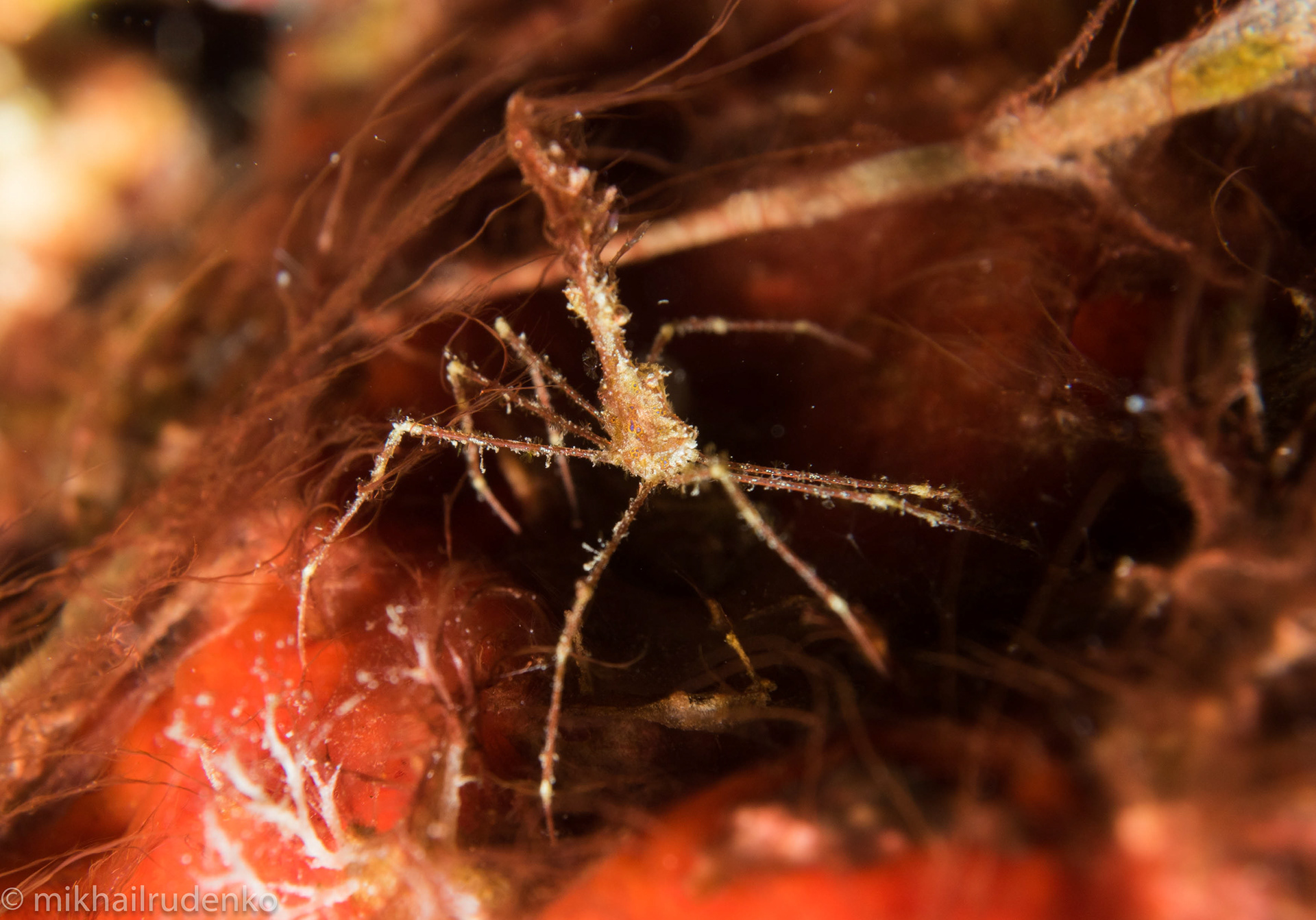 25. Spider crab of some kind (no ID)